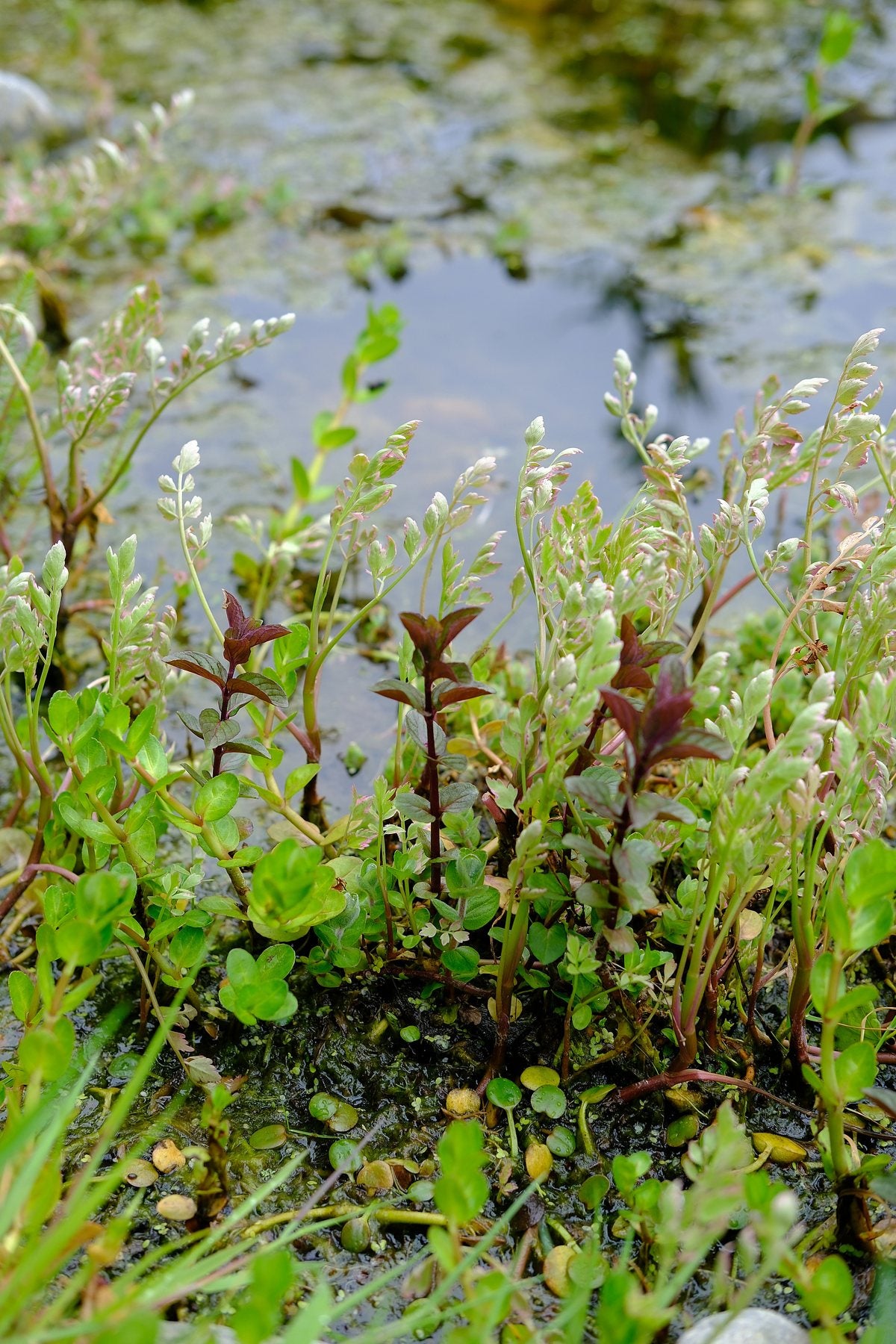 Native Wildflowers in the Pond and Borders by Sian Egan