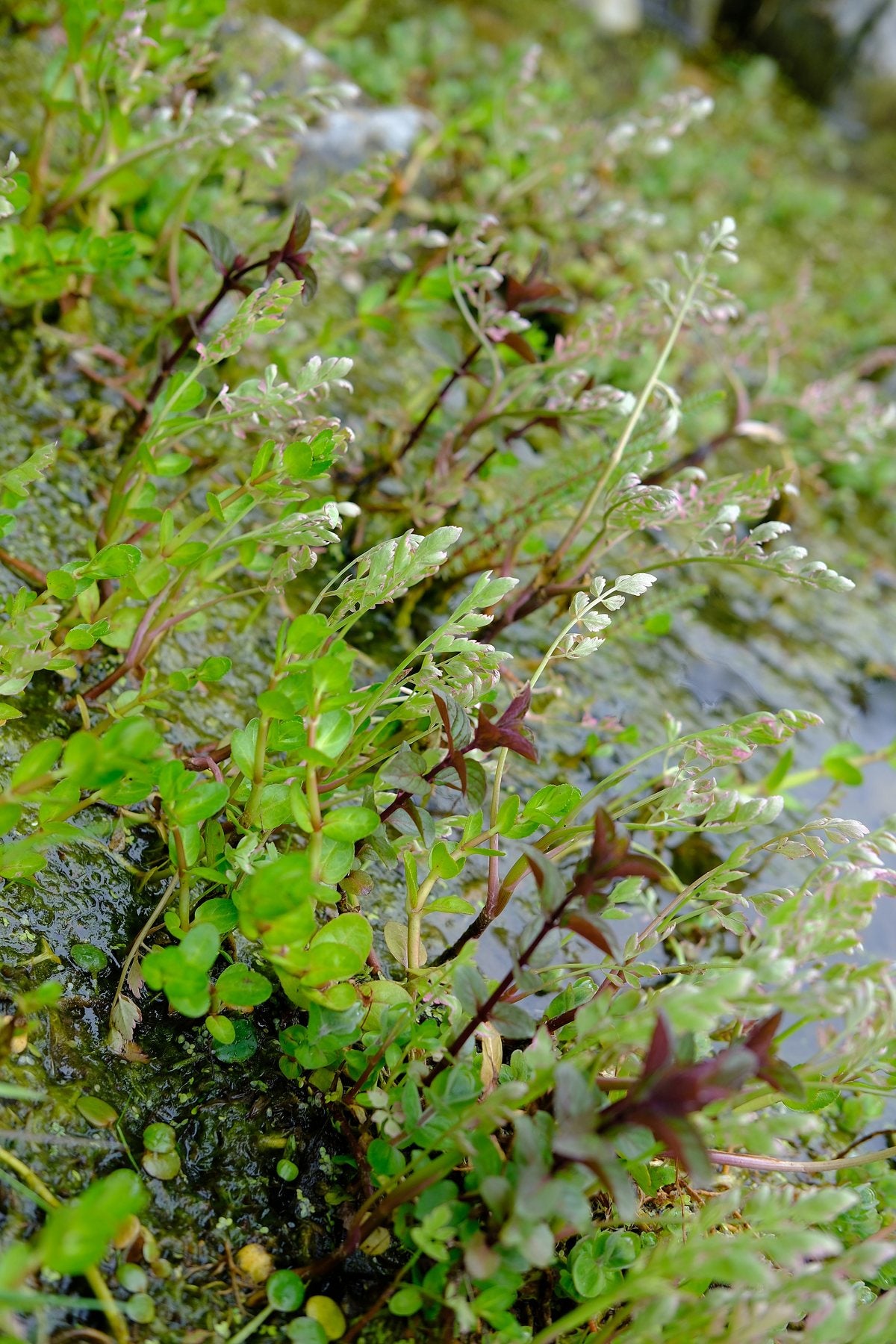 Native Wildflowers in the Pond and Borders by Sian Egan