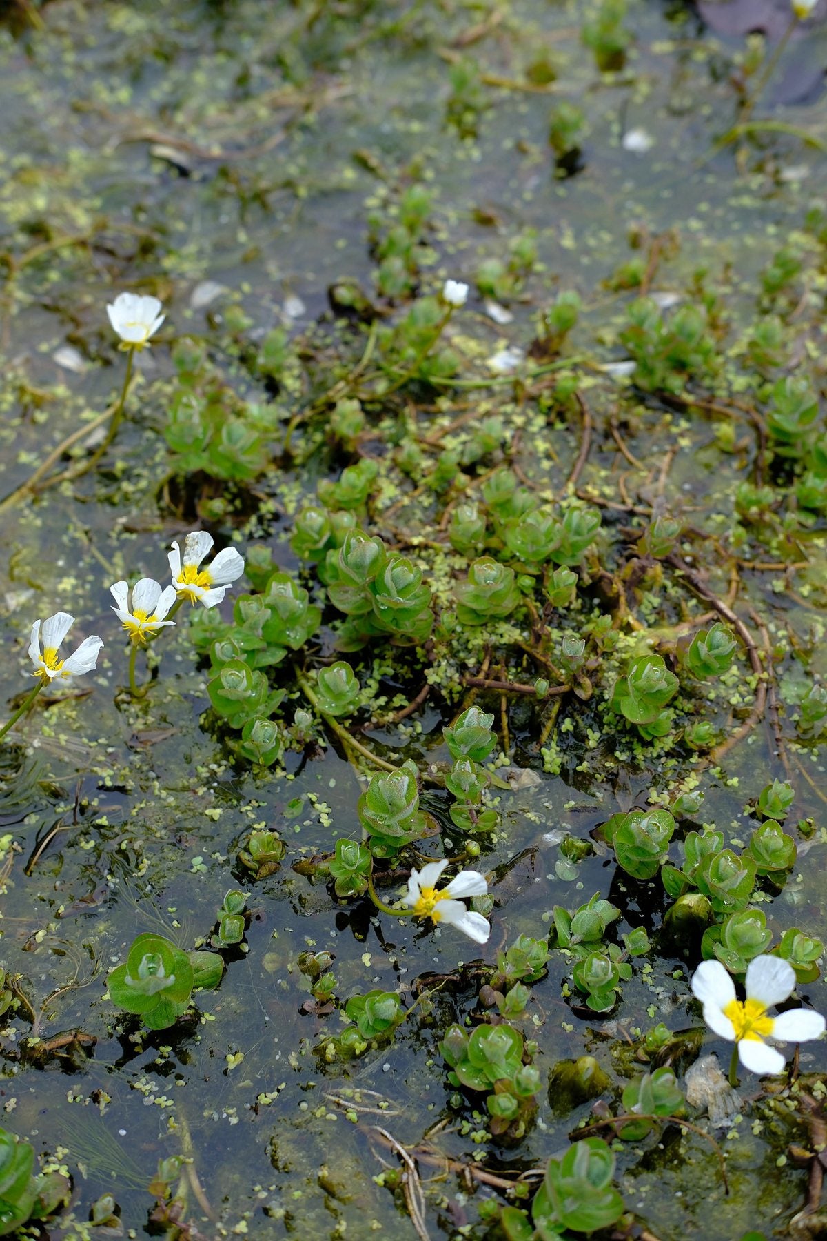 Native Wildflowers in the Pond and Borders by Sian Egan