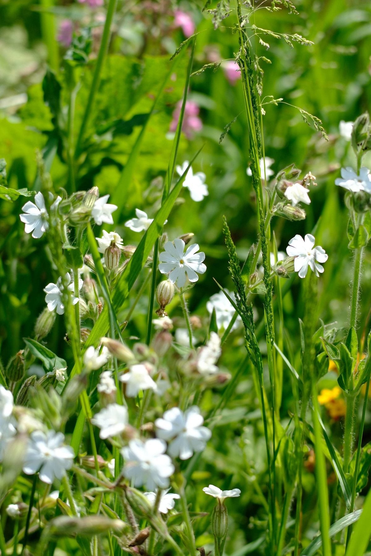 Native Wildflowers in the Pond and Borders by Sian Egan
