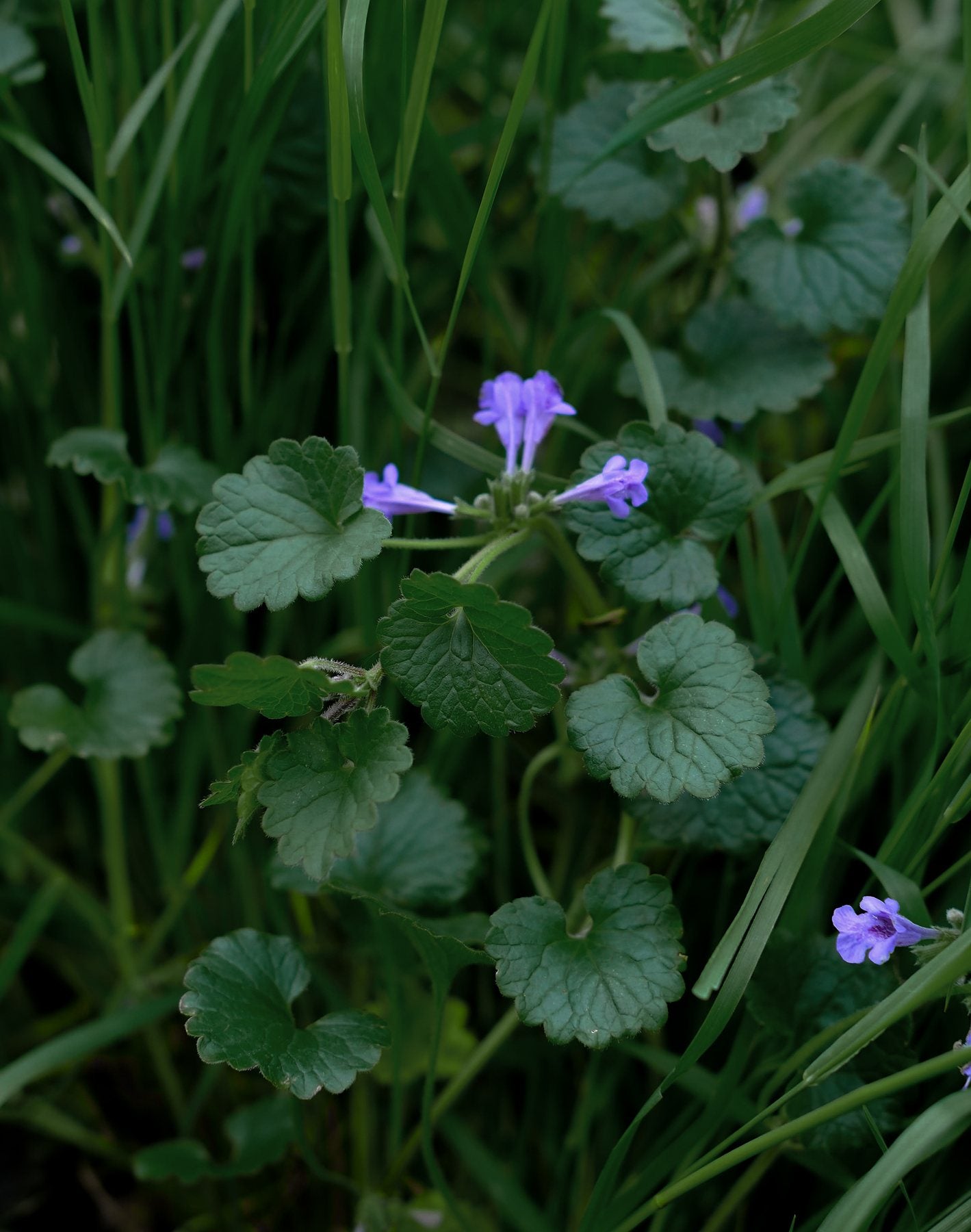 Native Wildflowers in the Pond and Borders by Sian Egan
