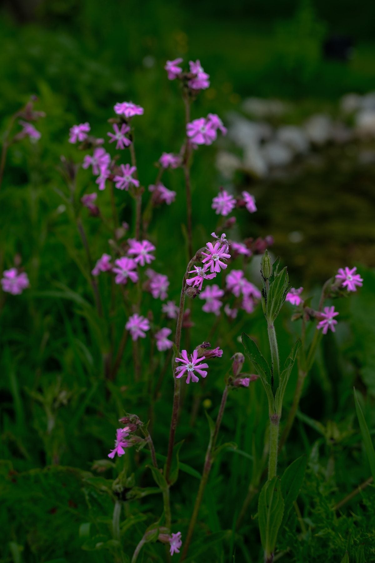 Native Wildflowers in the Pond and Borders by Sian Egan