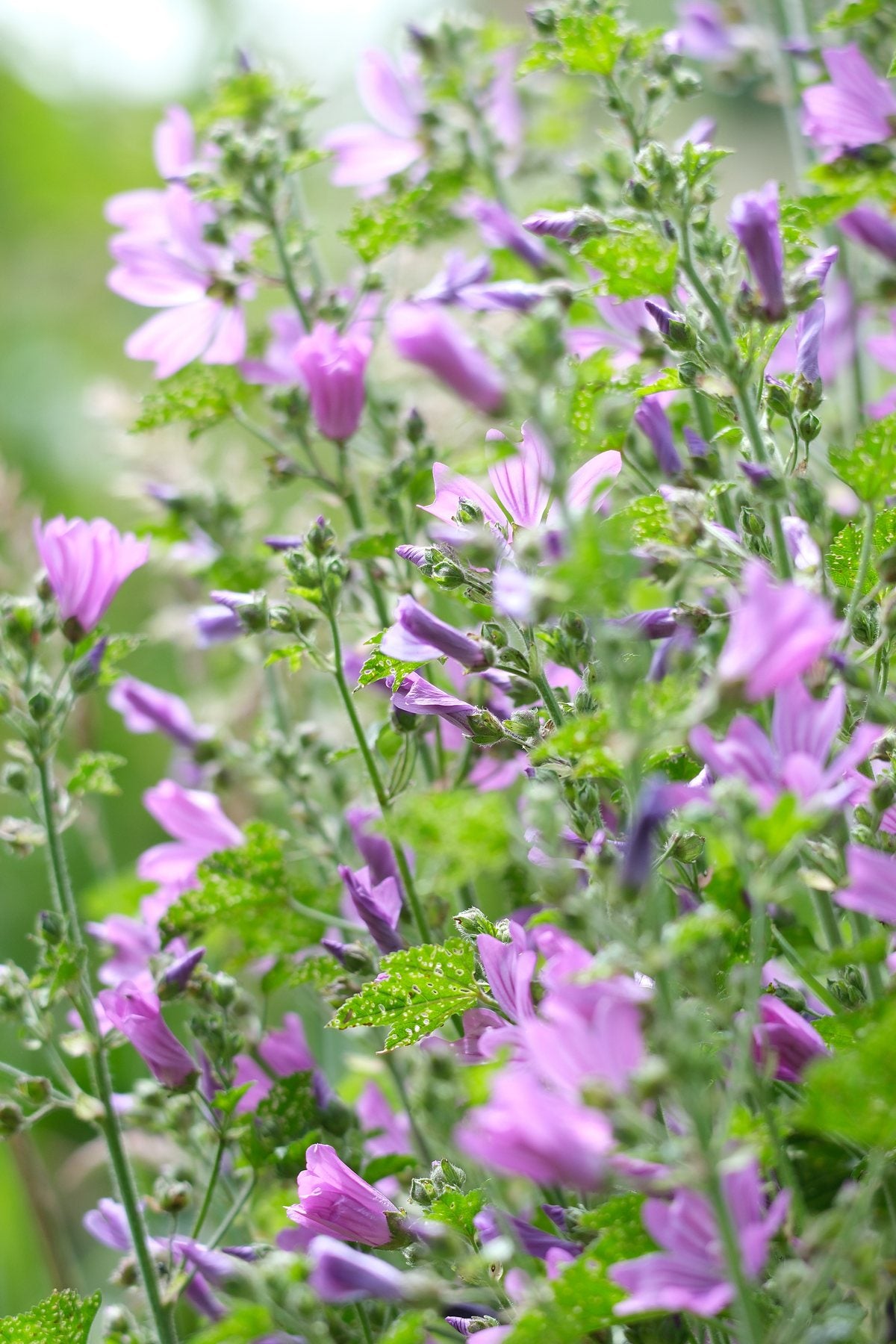 Native Wildflowers in the Pond and Borders by Sian Egan