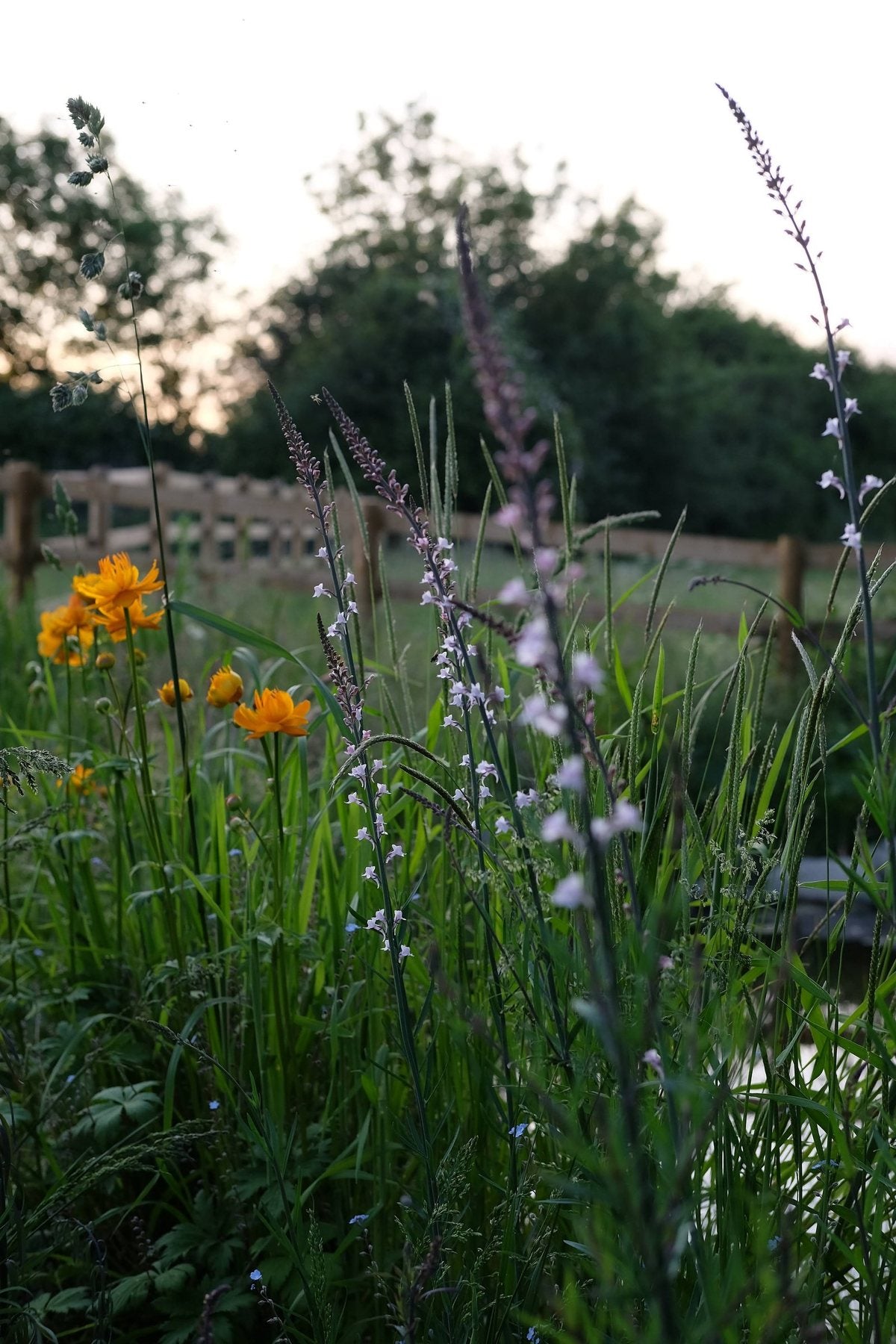 Notes from the Pond by Sian Egan
