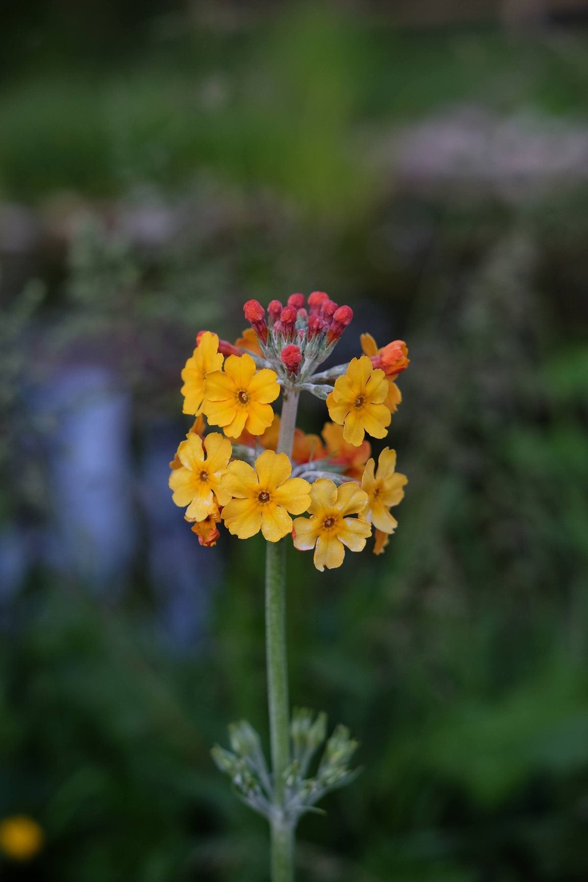 Notes from the Pond by Sian Egan