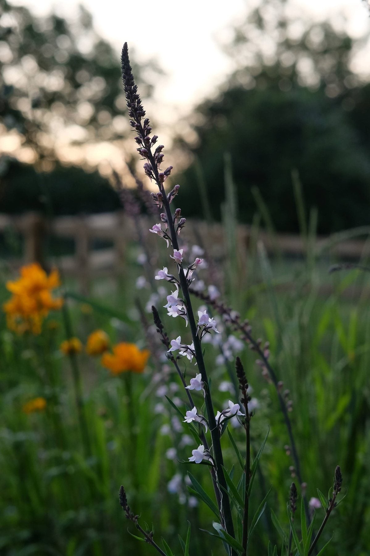 Notes from the Pond by Sian Egan