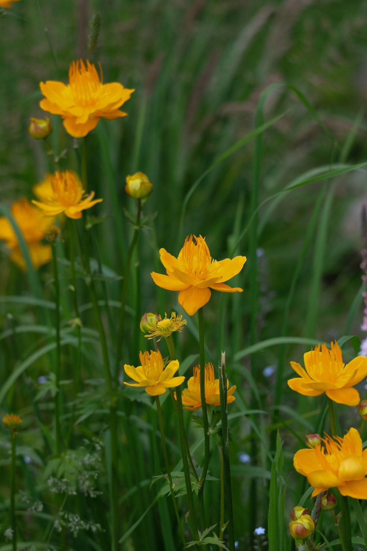 Notes from the Pond by Sian Egan