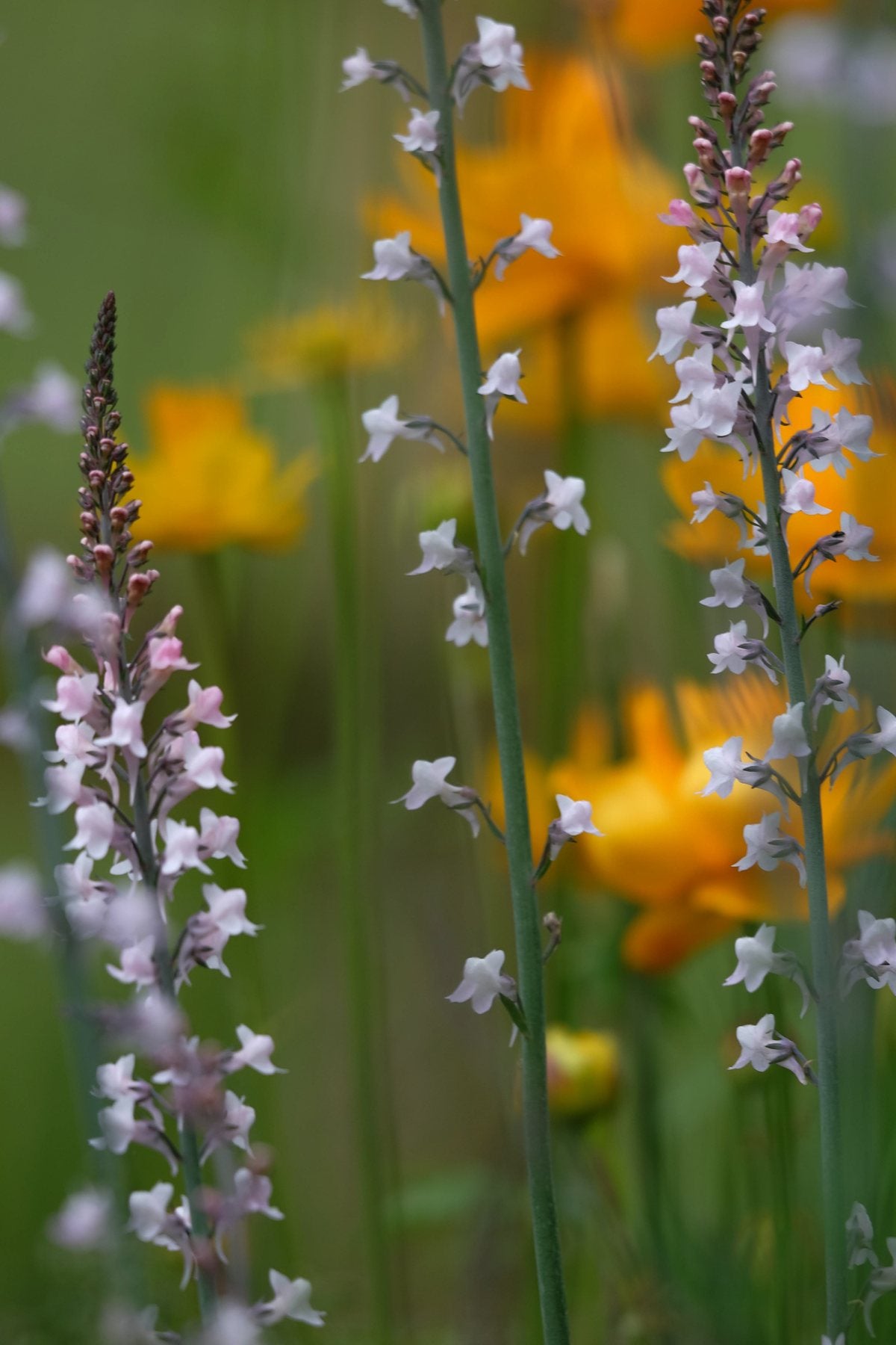 Notes from the Pond by Sian Egan