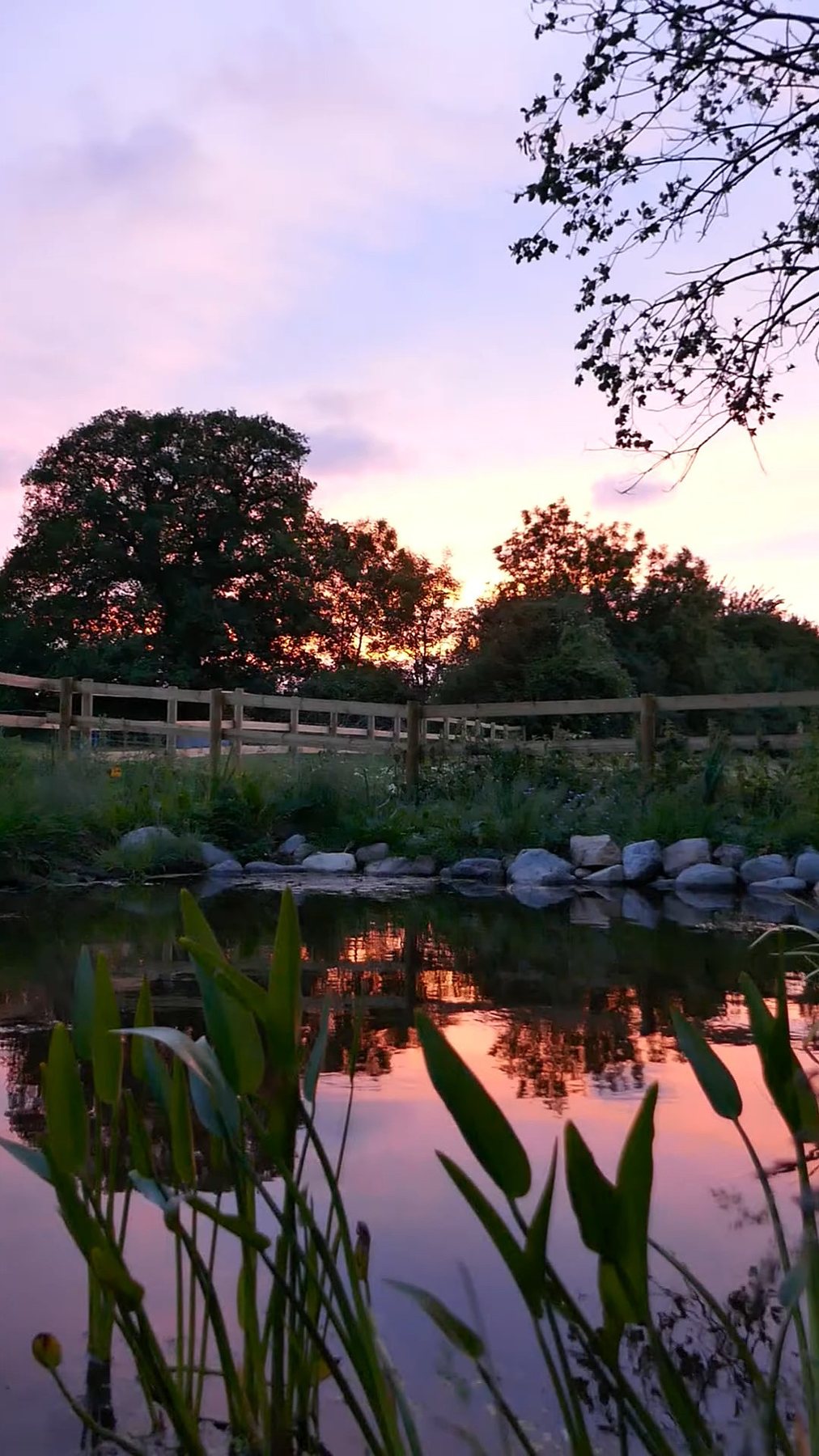 Notes from the Pond by Sian Egan