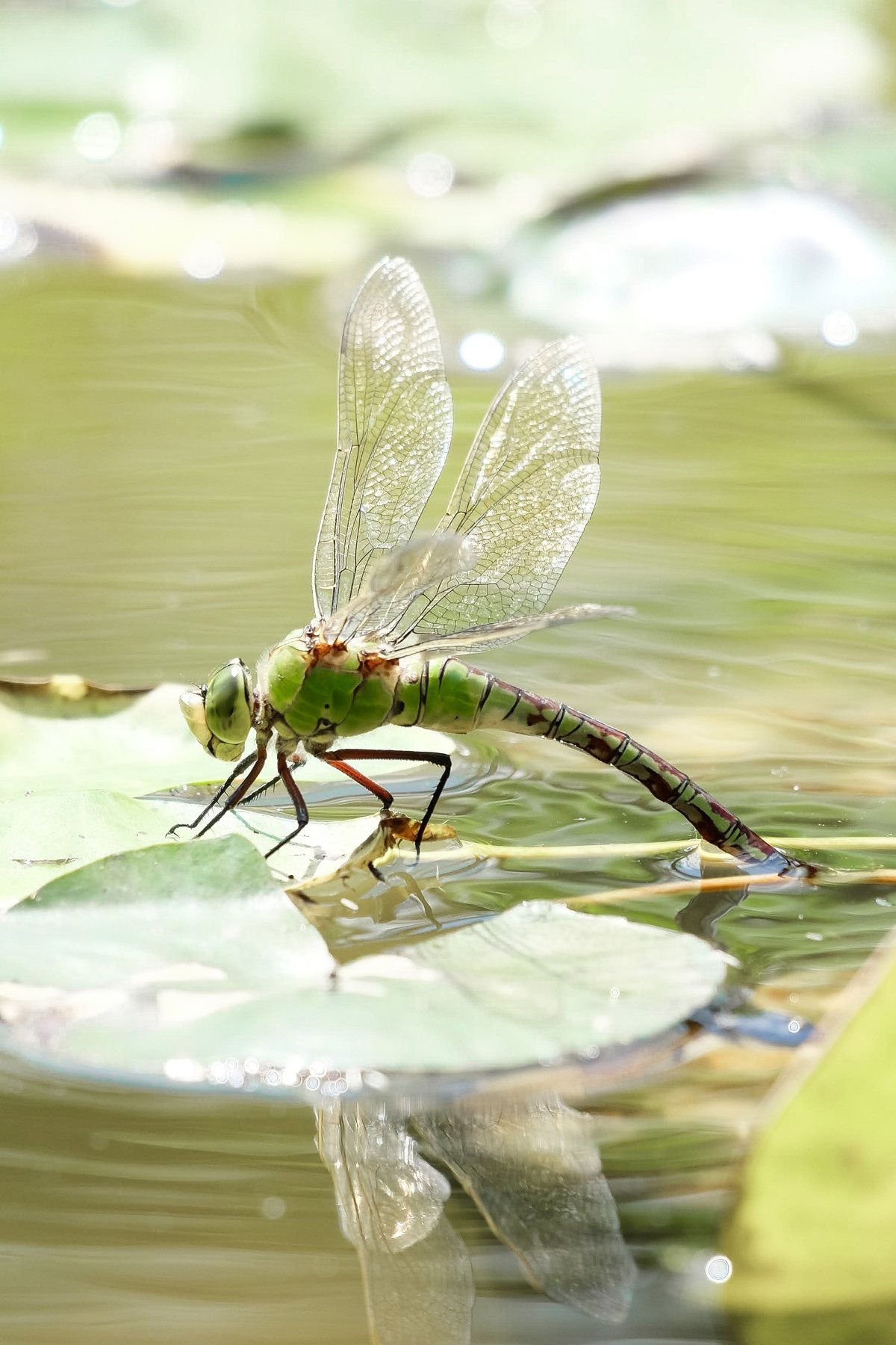 Notes from the Pond by Sian Egan