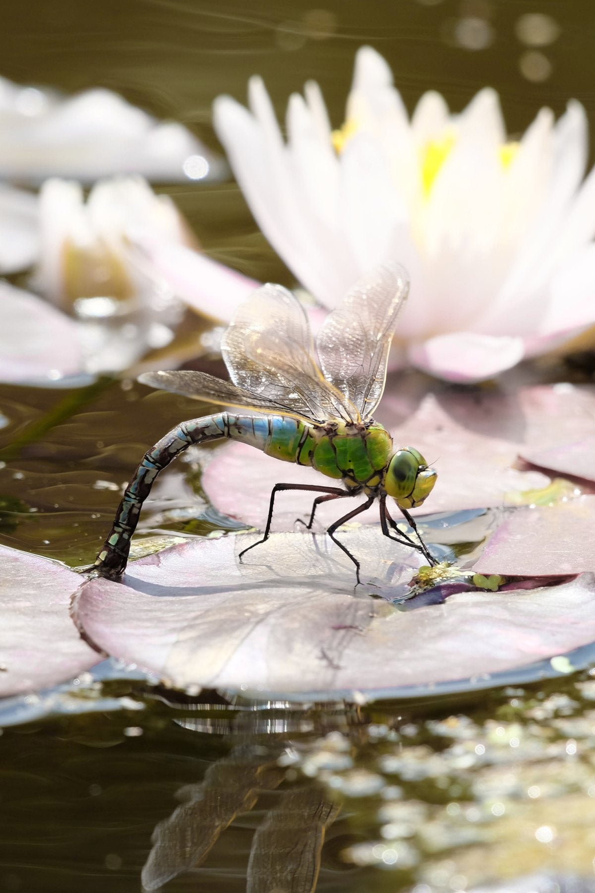 Notes from the Pond by Sian Egan