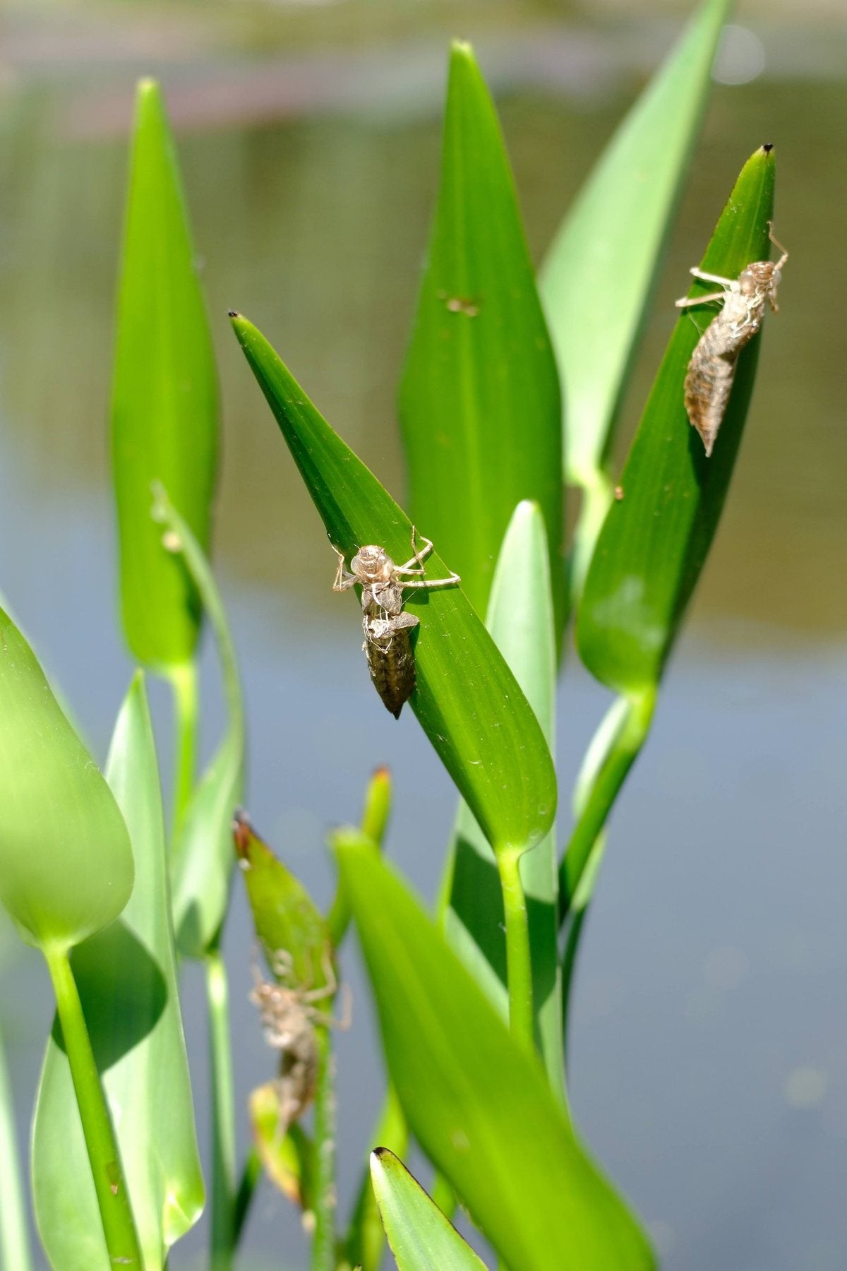 Notes from the Pond by Sian Egan
