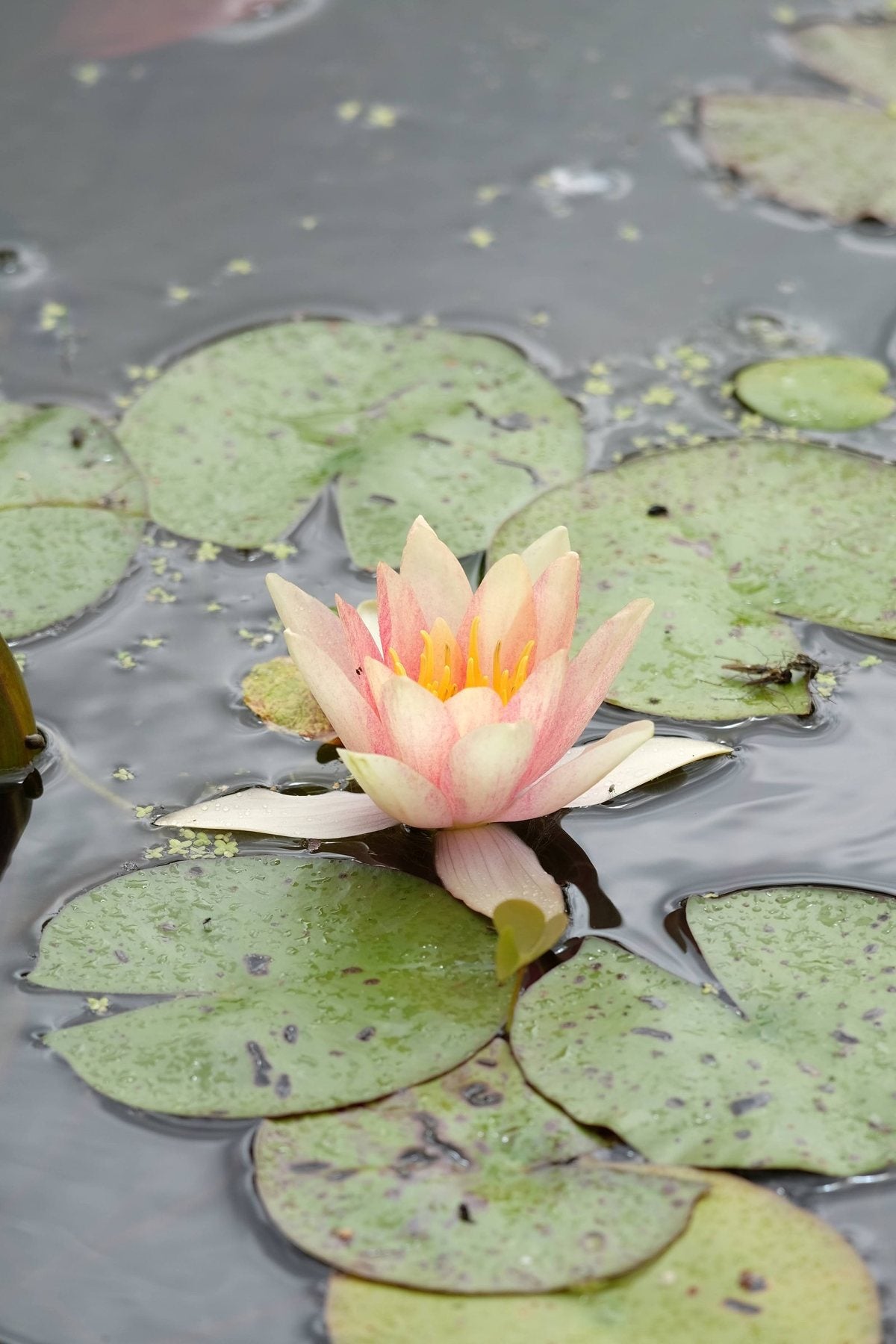 Notes from the Pond by Sian Egan