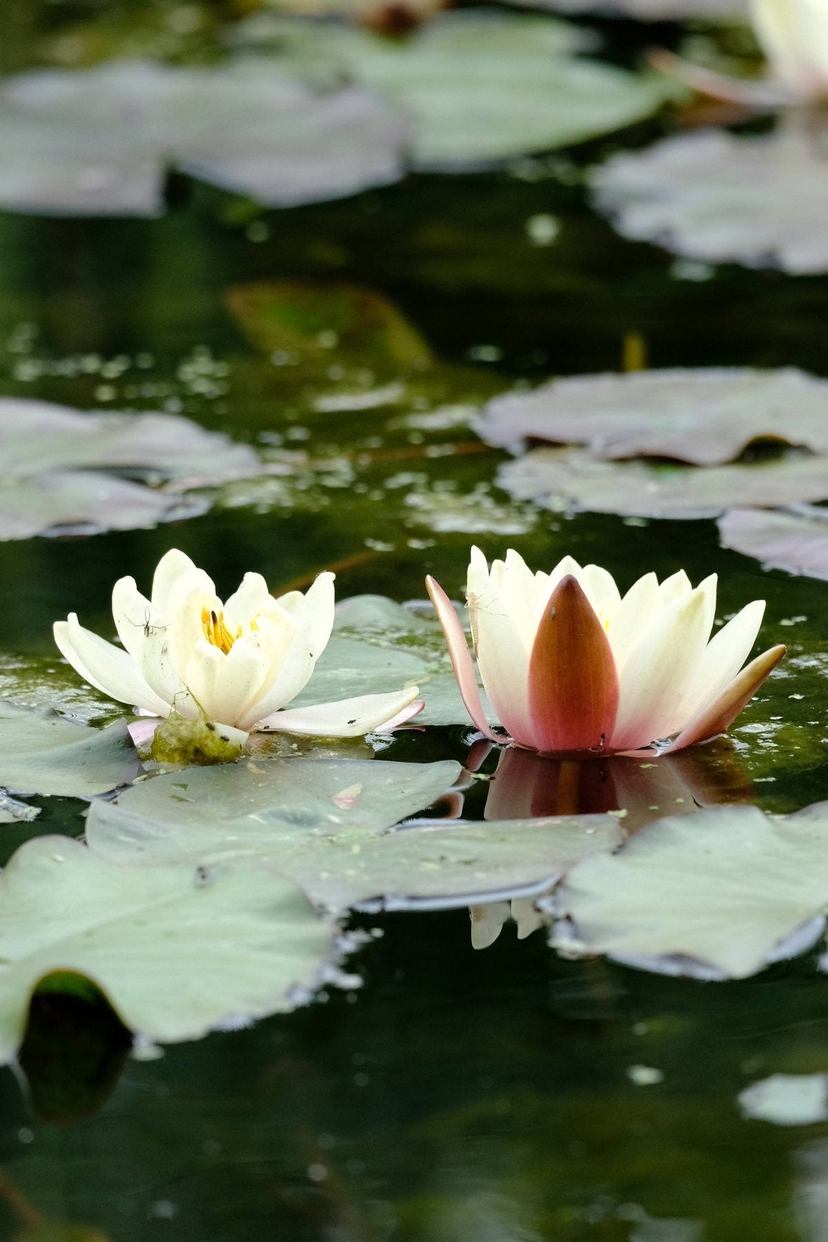 Notes from the Pond by Sian Egan