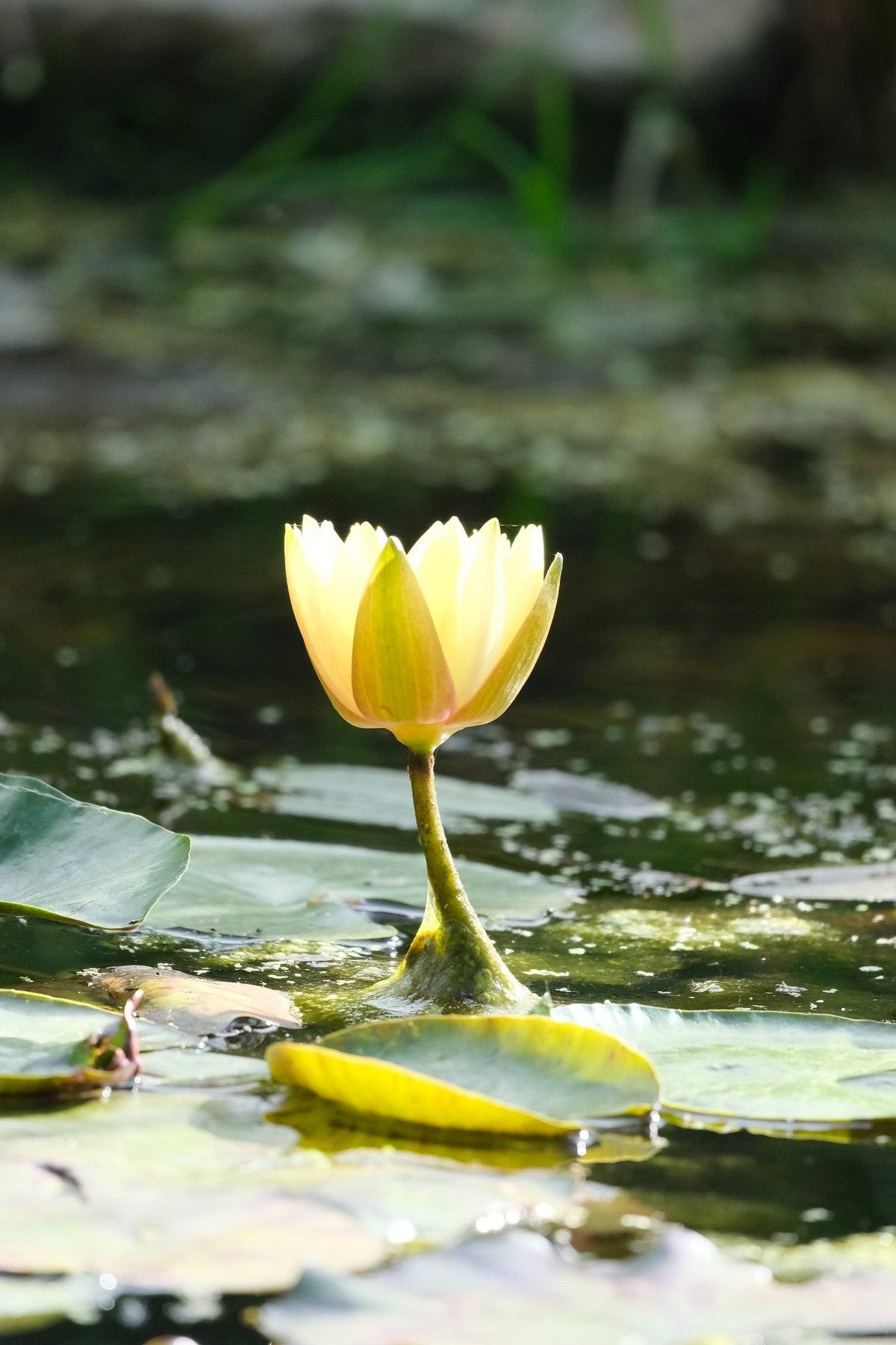 Notes from the Pond by Sian Egan