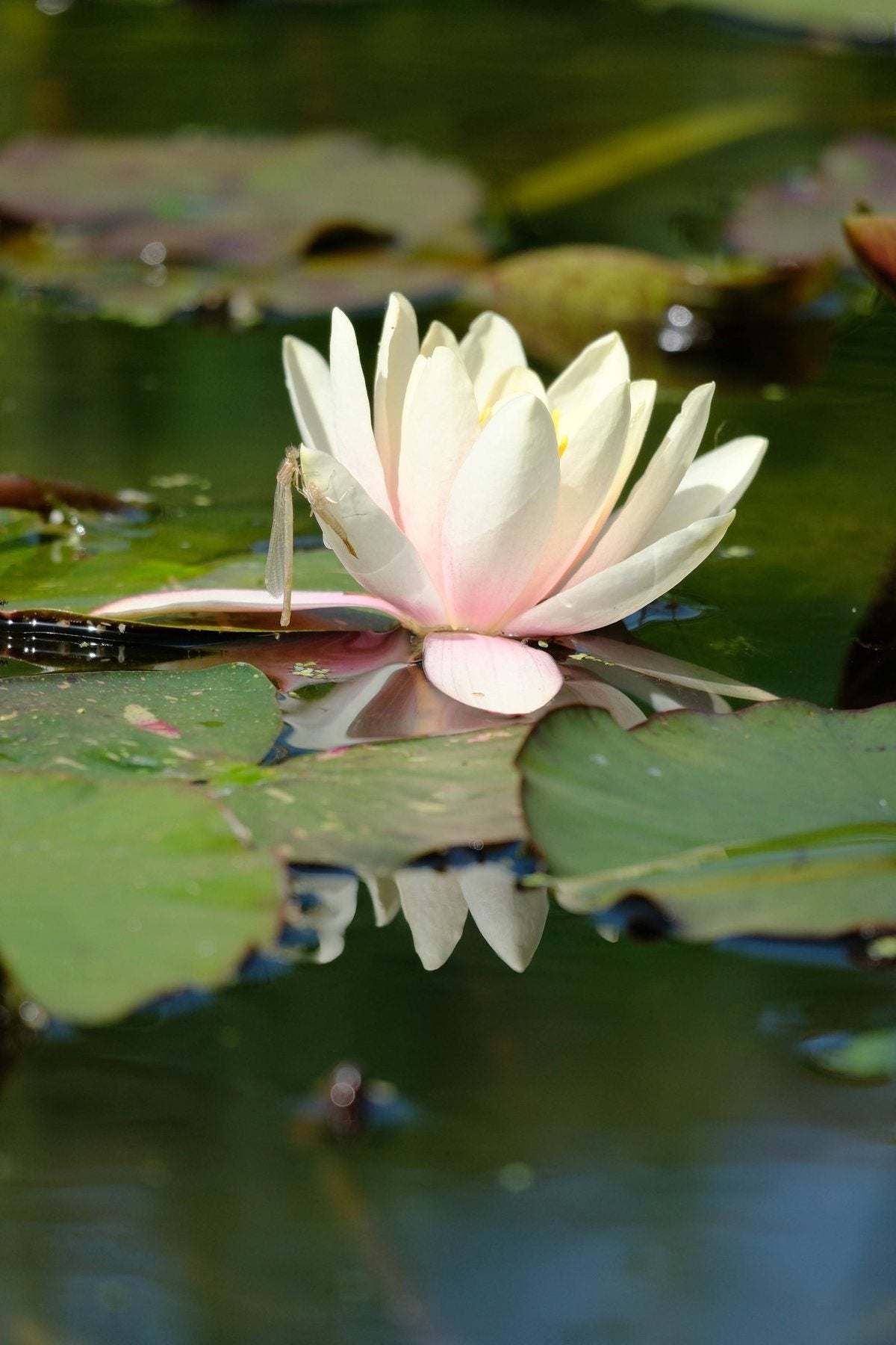 Notes from the Pond by Sian Egan
