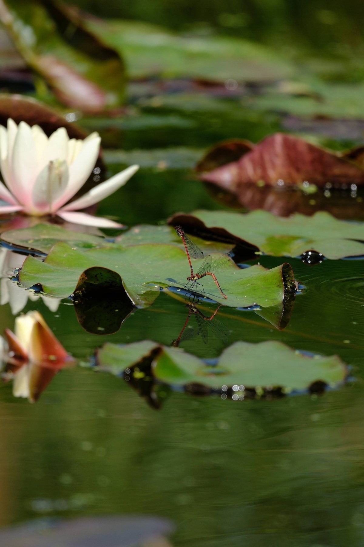 Notes from the Pond by Sian Egan