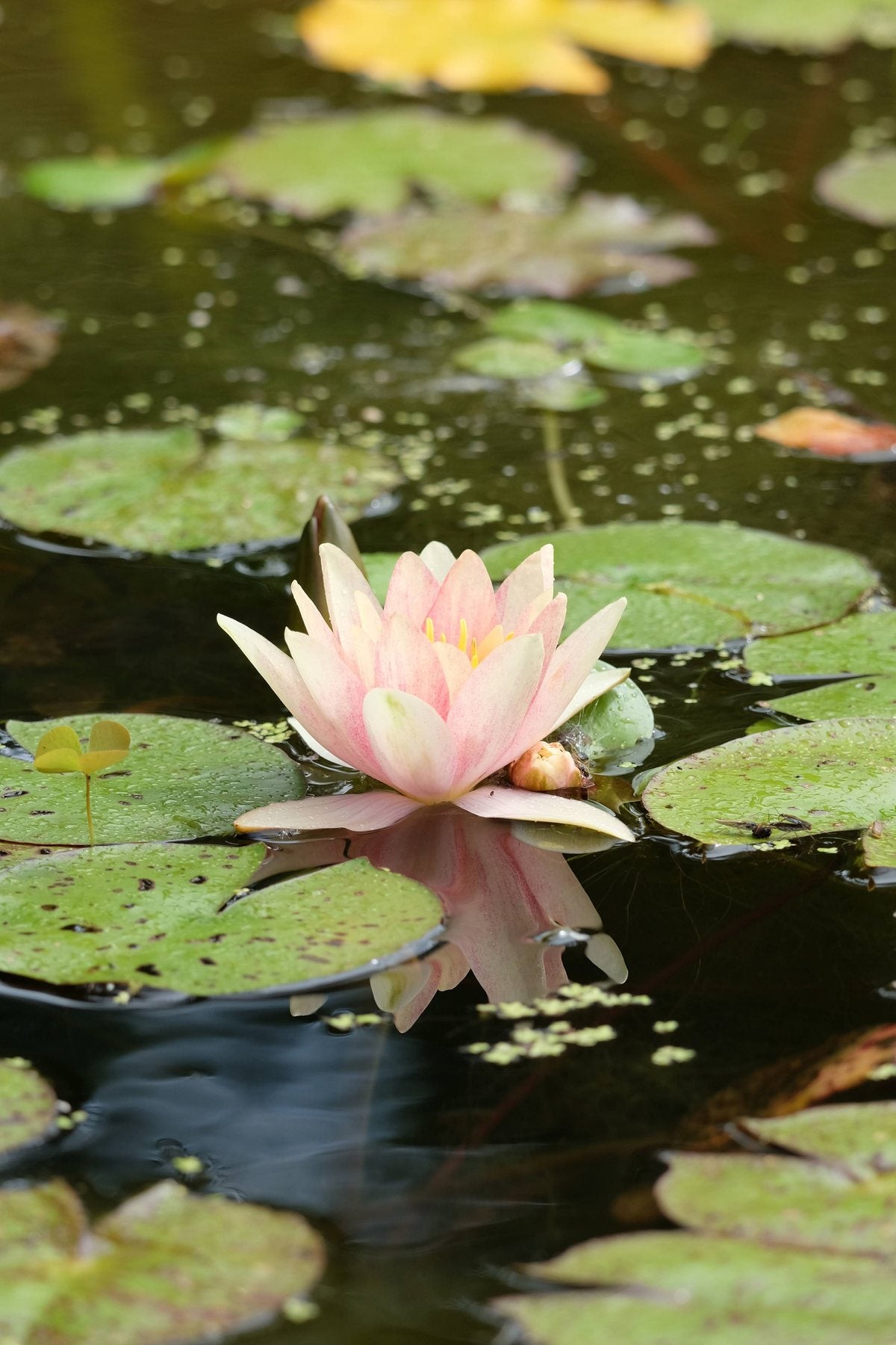 Notes from the Pond by Sian Egan