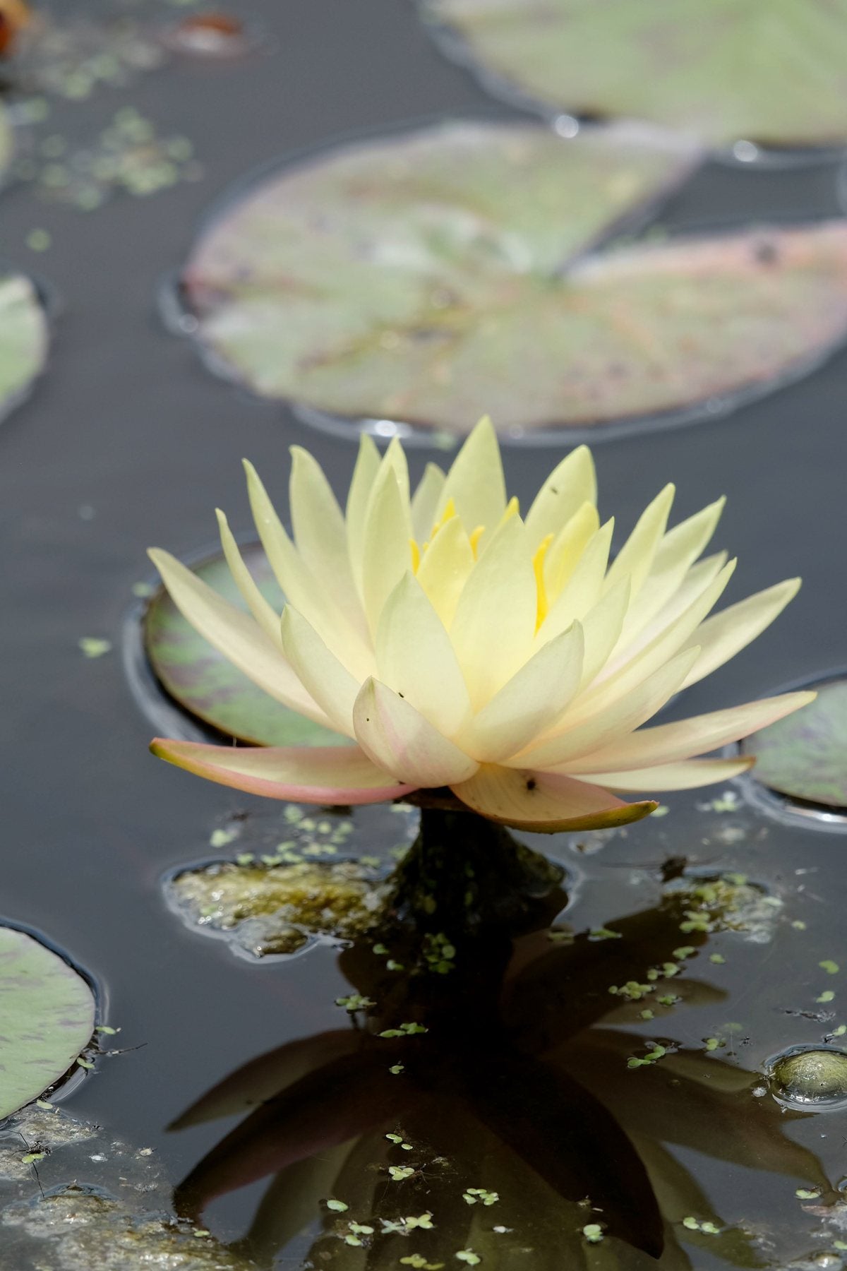 Notes from the Pond by Sian Egan