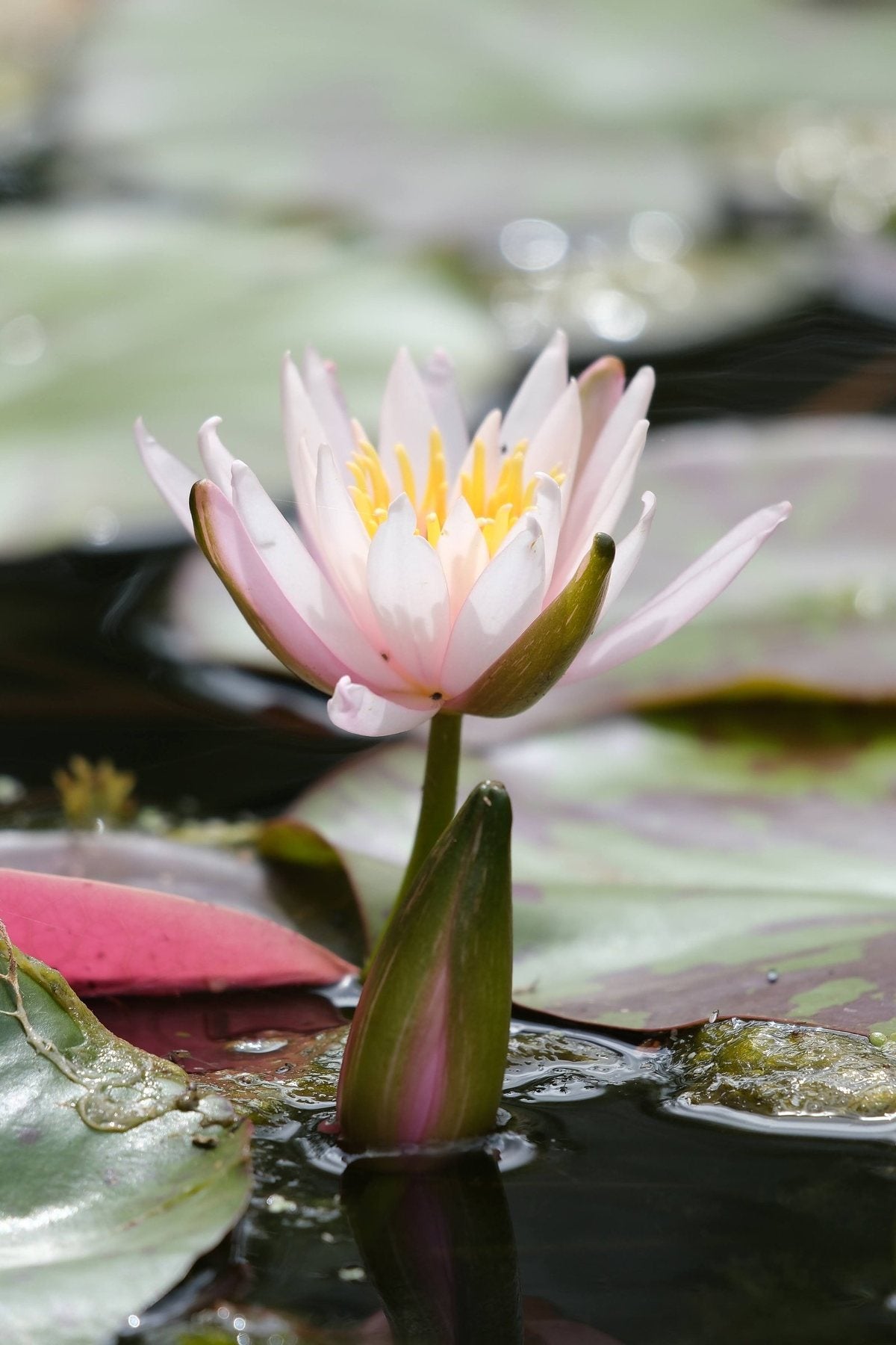 Notes from the Pond by Sian Egan