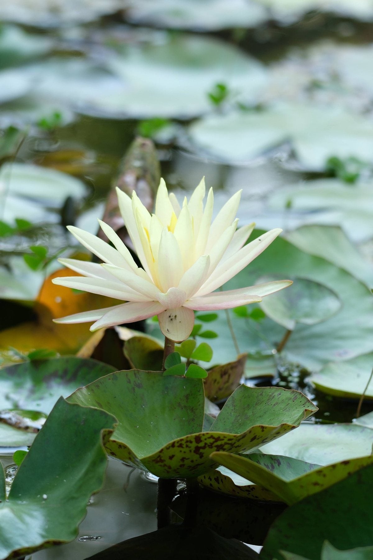 Notes from the Pond by Sian Egan