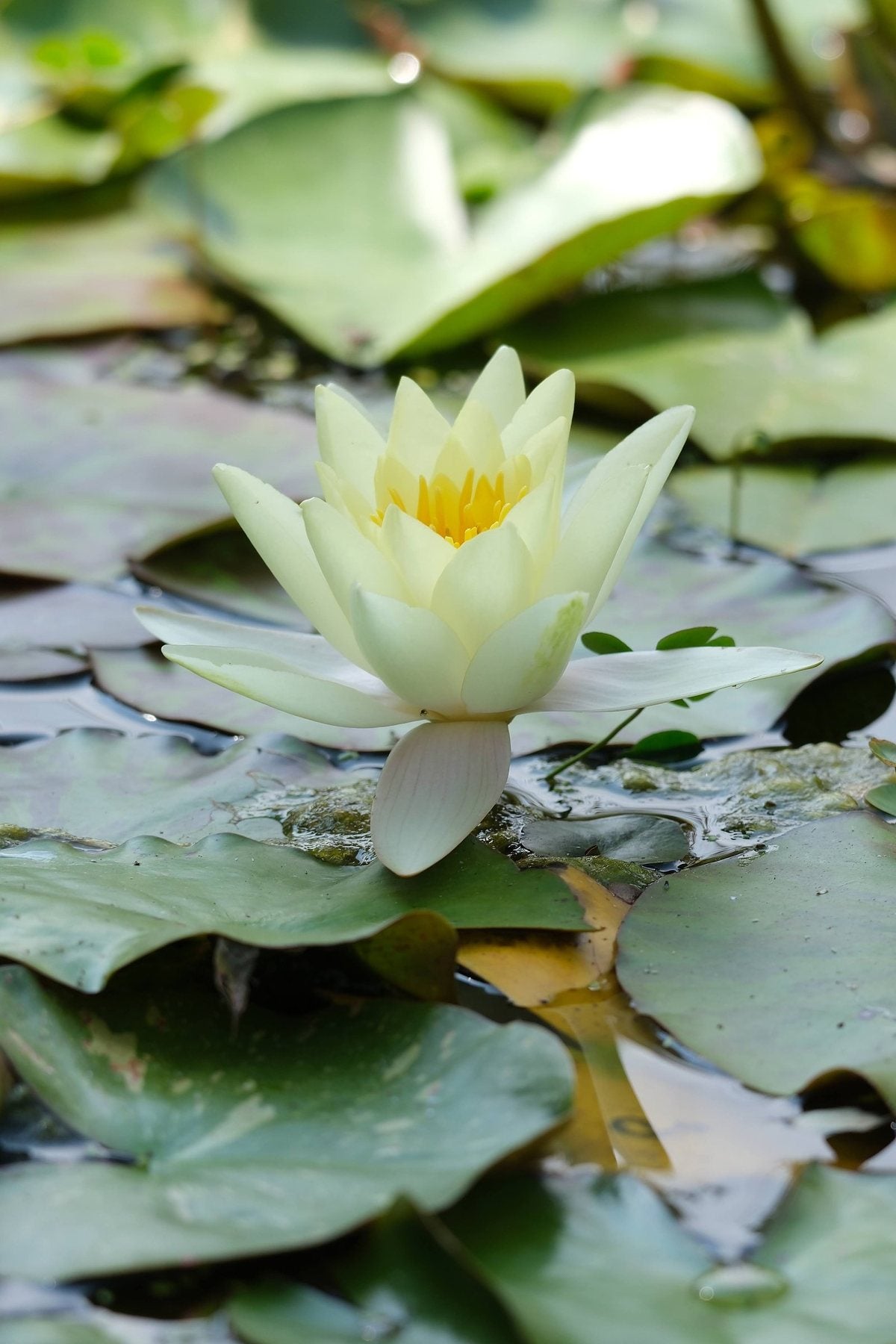 Notes from the Pond by Sian Egan