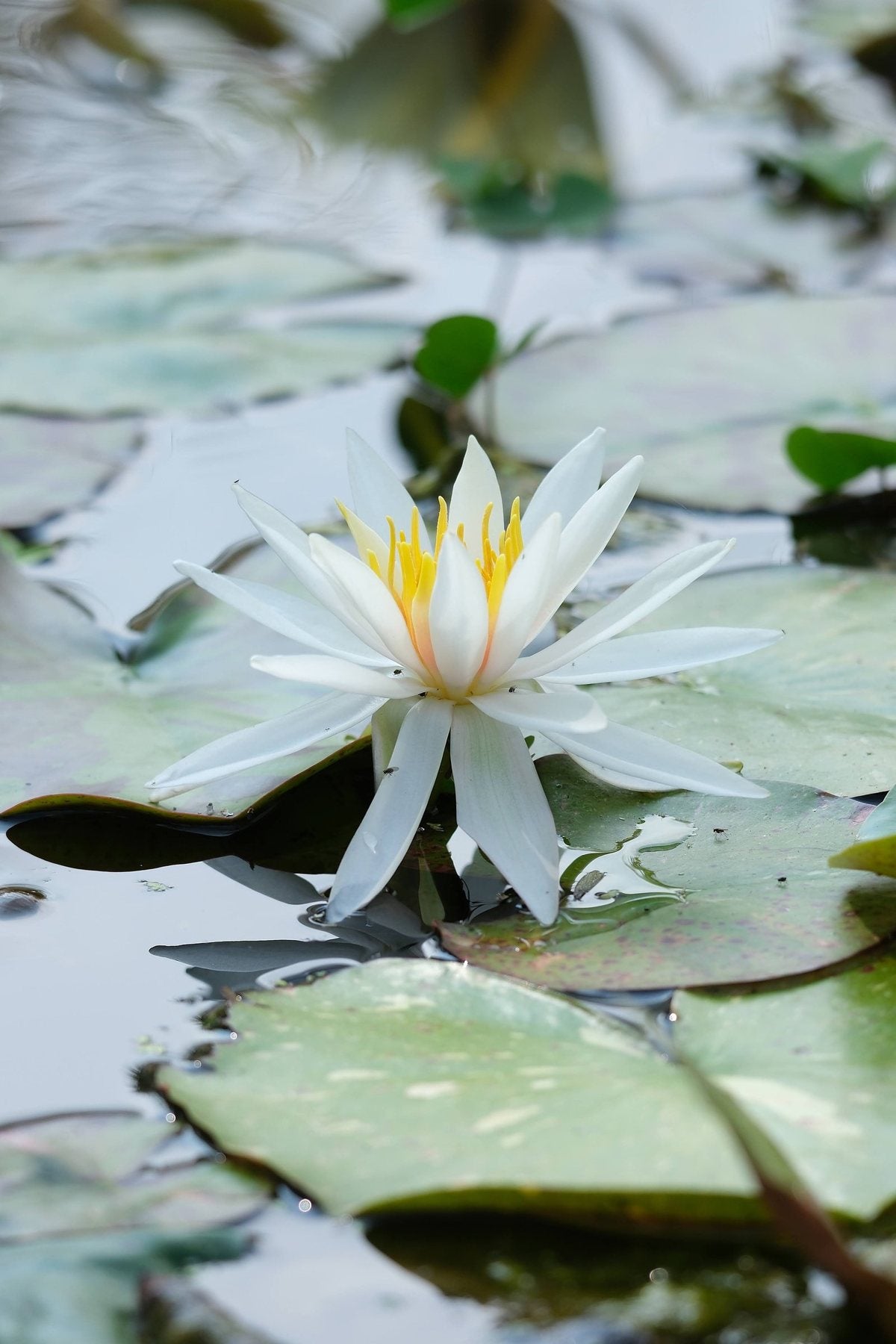 Notes from the Pond by Sian Egan