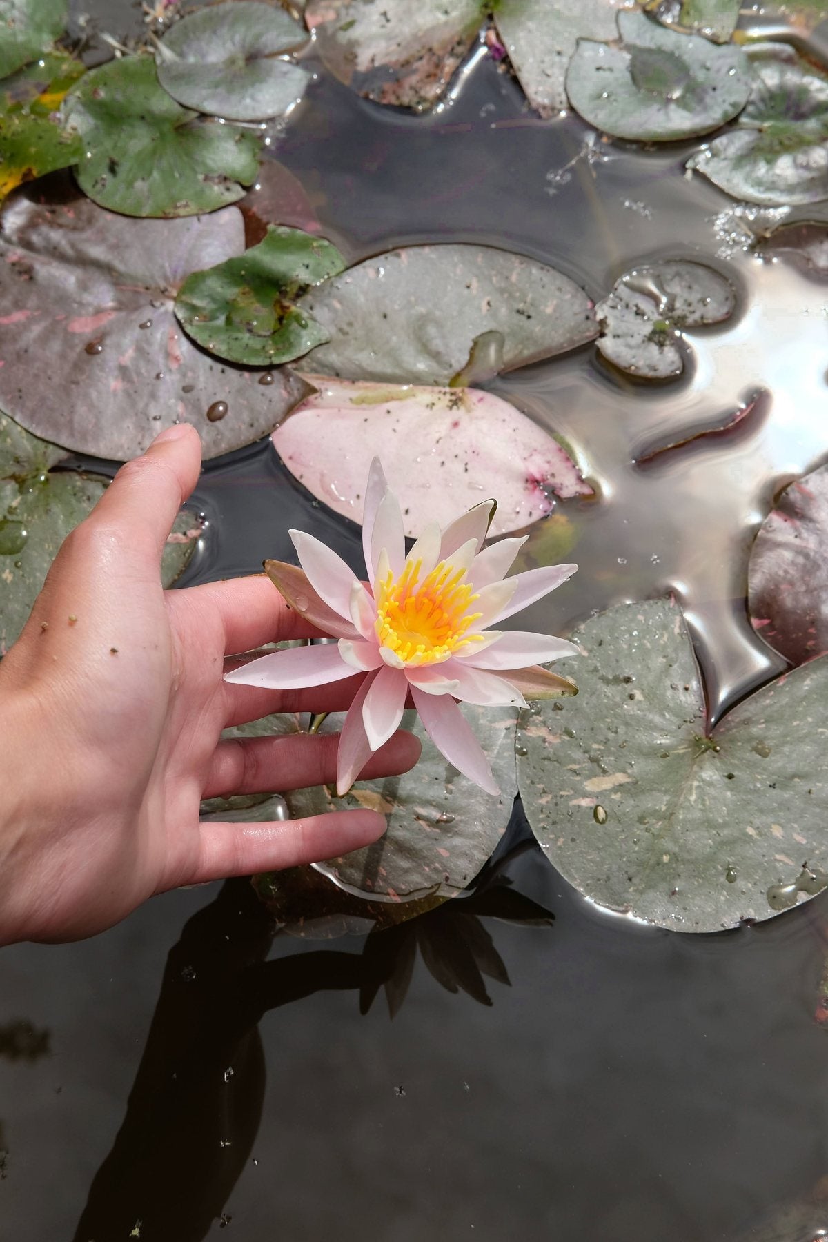 Notes from the Pond by Sian Egan