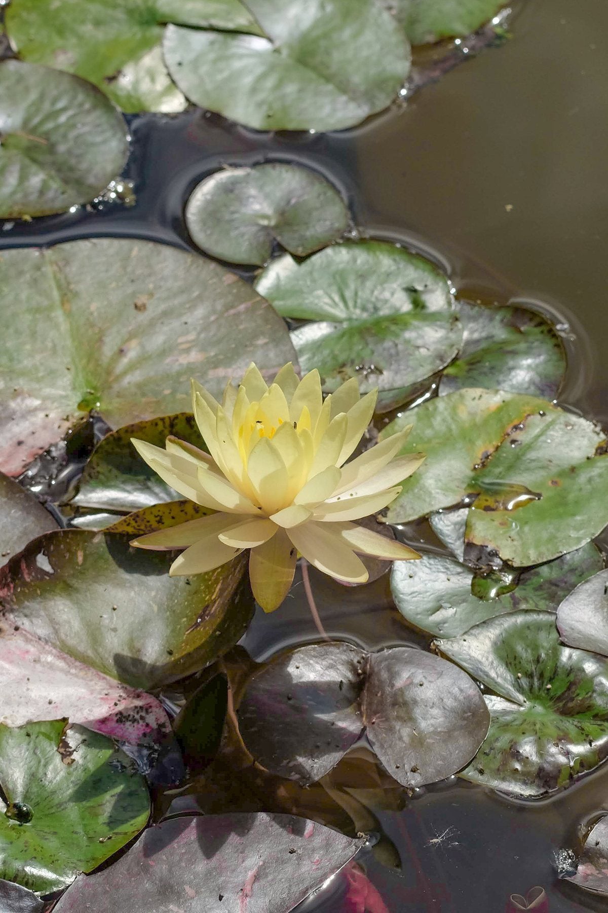 Notes from the Pond by Sian Egan