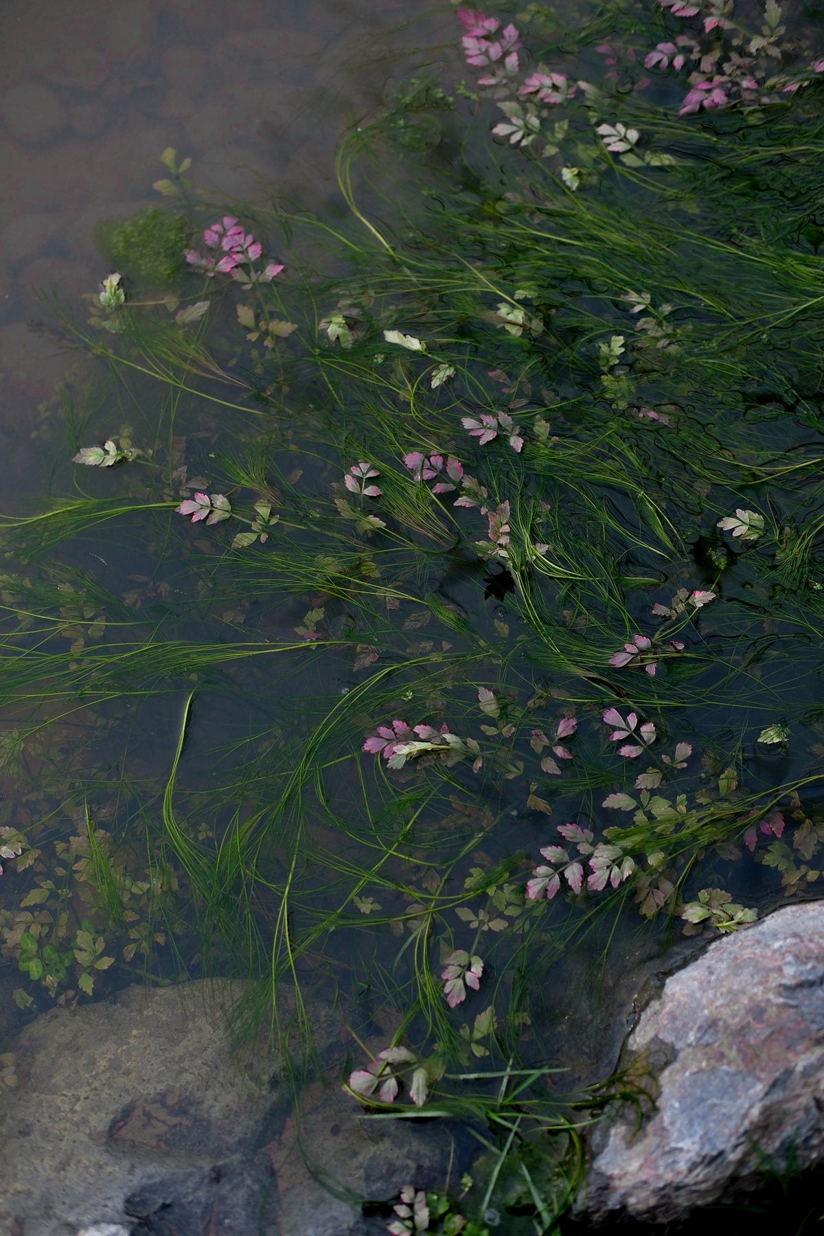 Notes from the Pond by Sian Egan