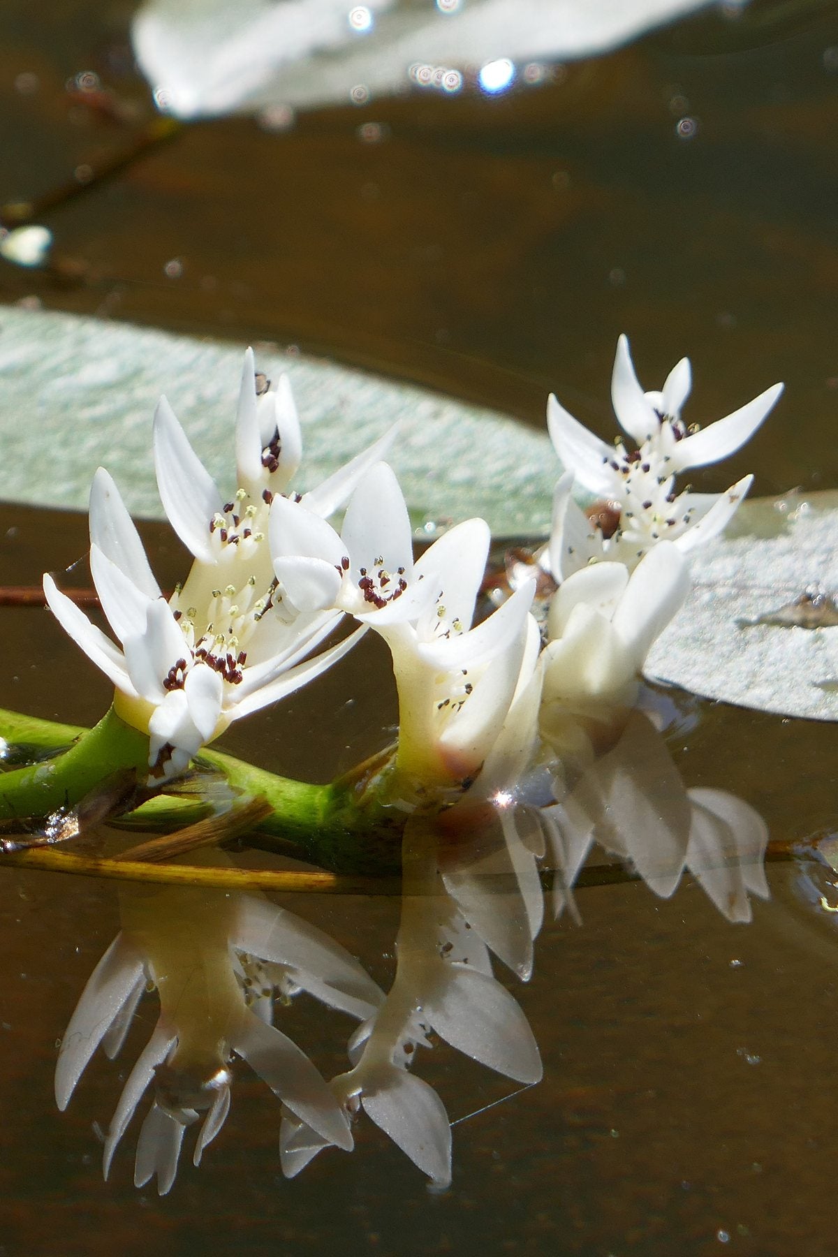 Notes from the Pond by Sian Egan
