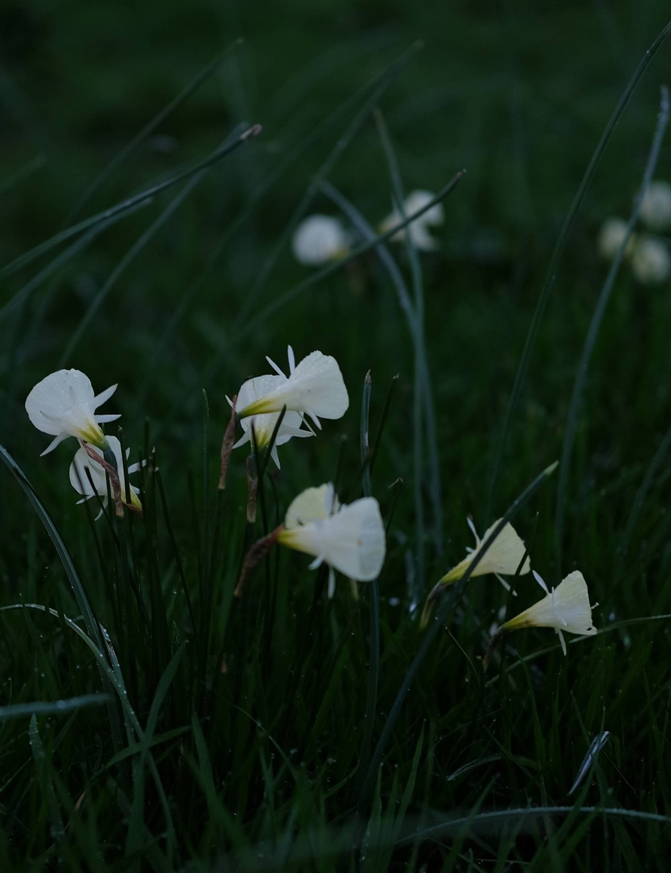Spring ’24 by Sian Egan