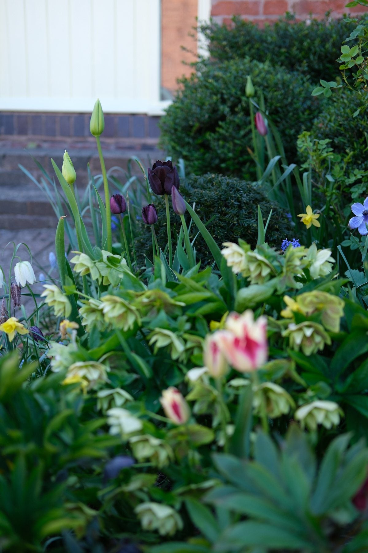 The Front Borders in Spring ’26 by Sian Egan