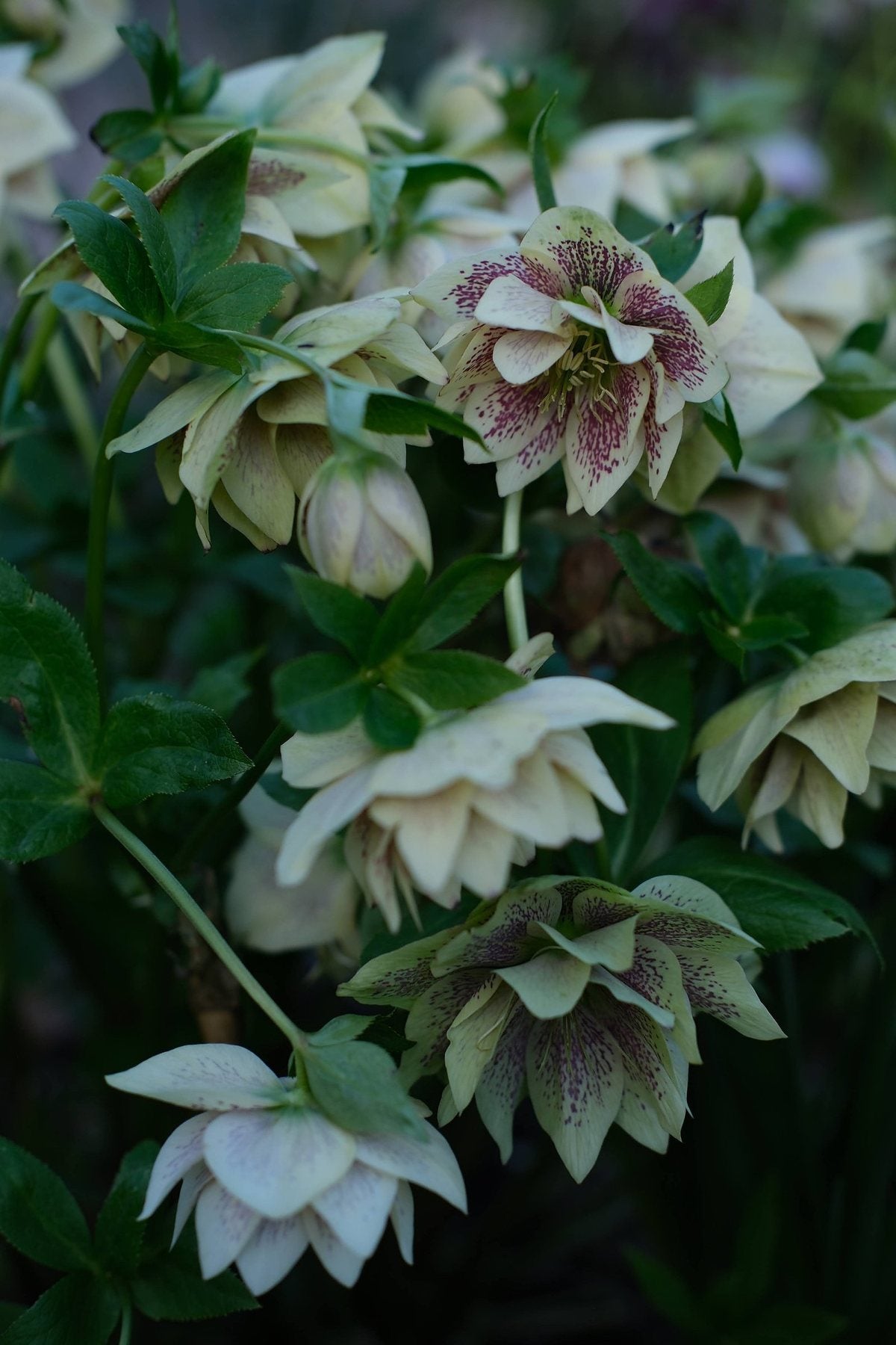 The Front Borders in Spring ’26 by Sian Egan