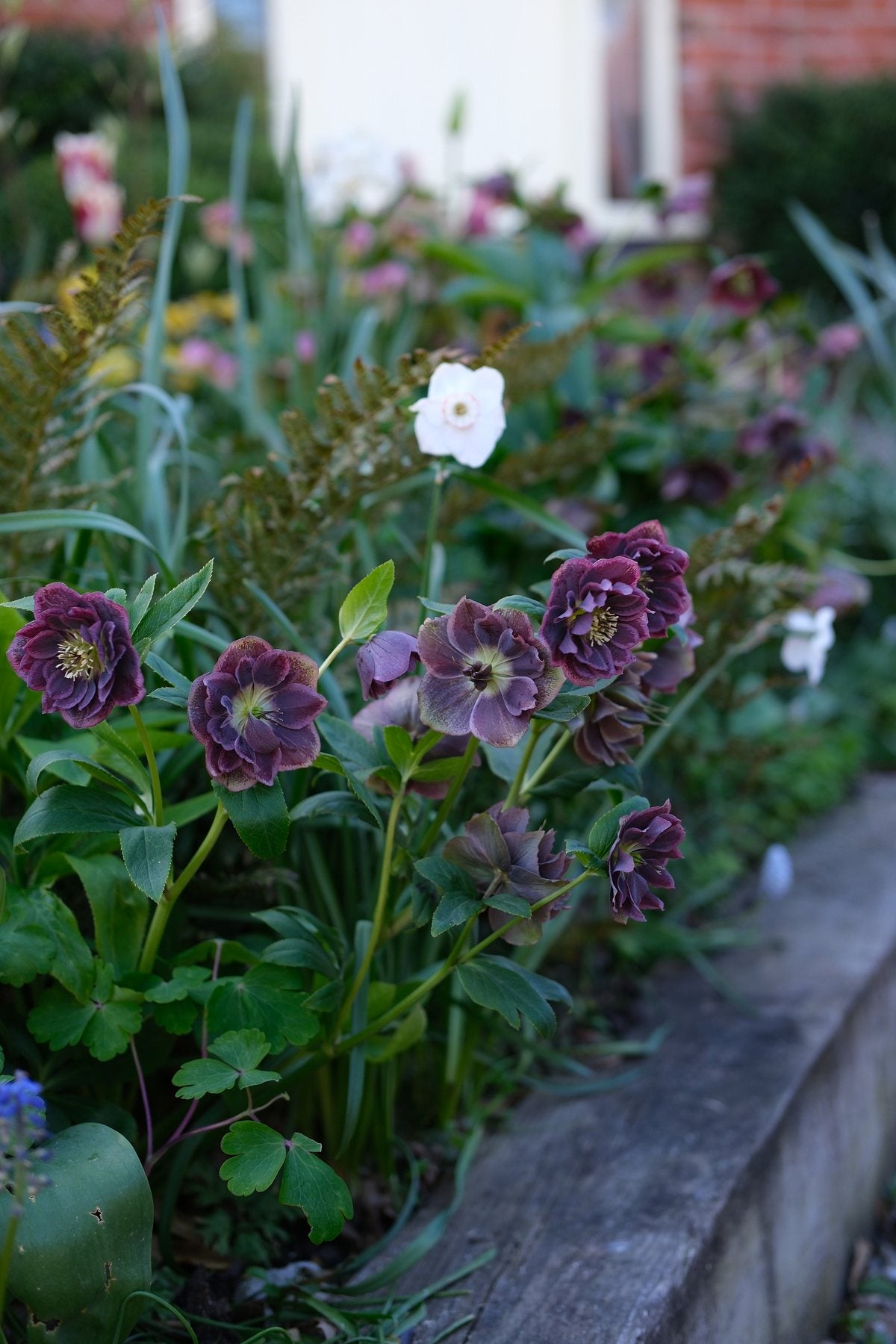 The Front Borders in Spring ’26 by Sian Egan