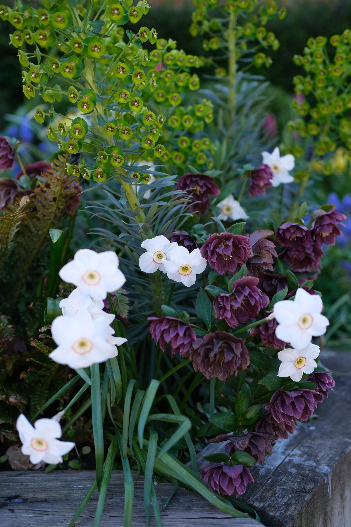The Front Borders in Spring ’26 by Sian Egan