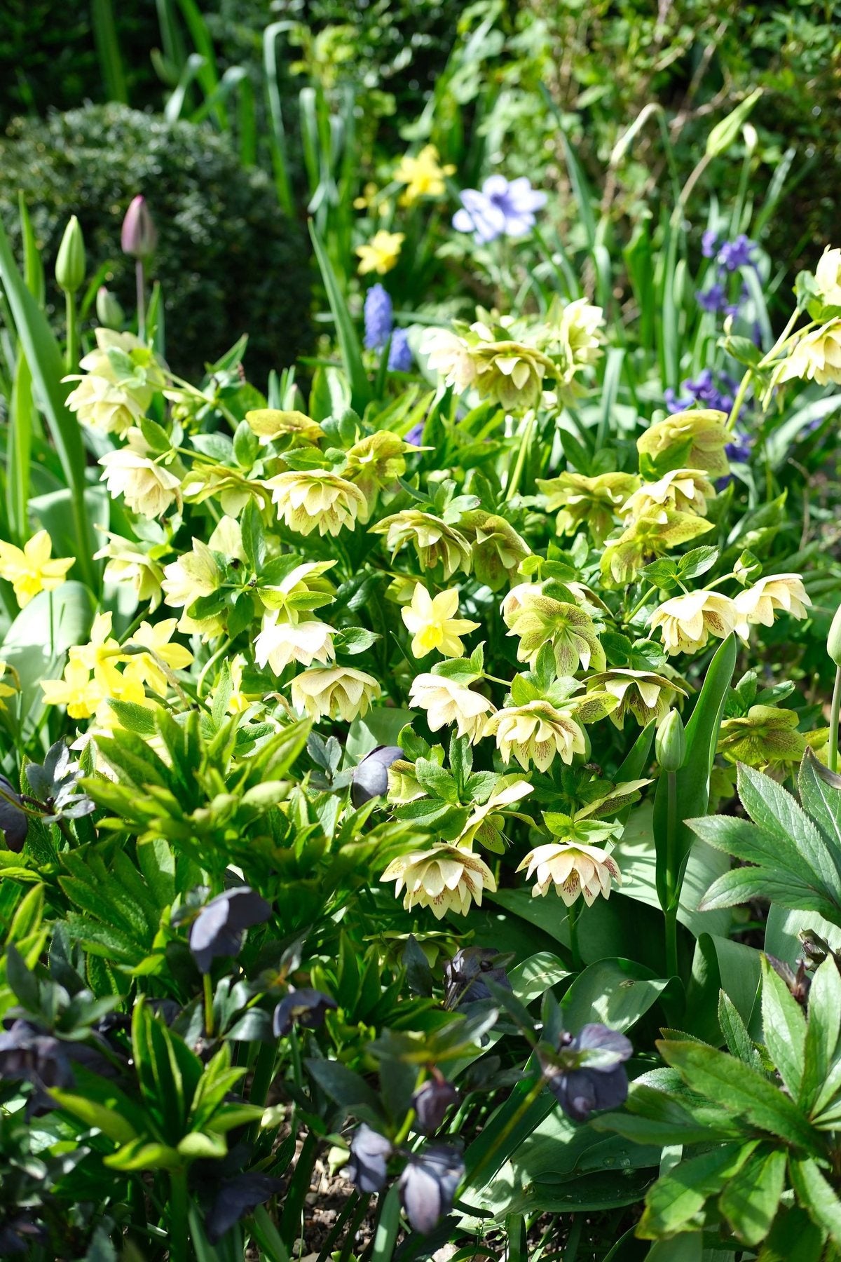 The Front Borders in Spring ’26 by Sian Egan