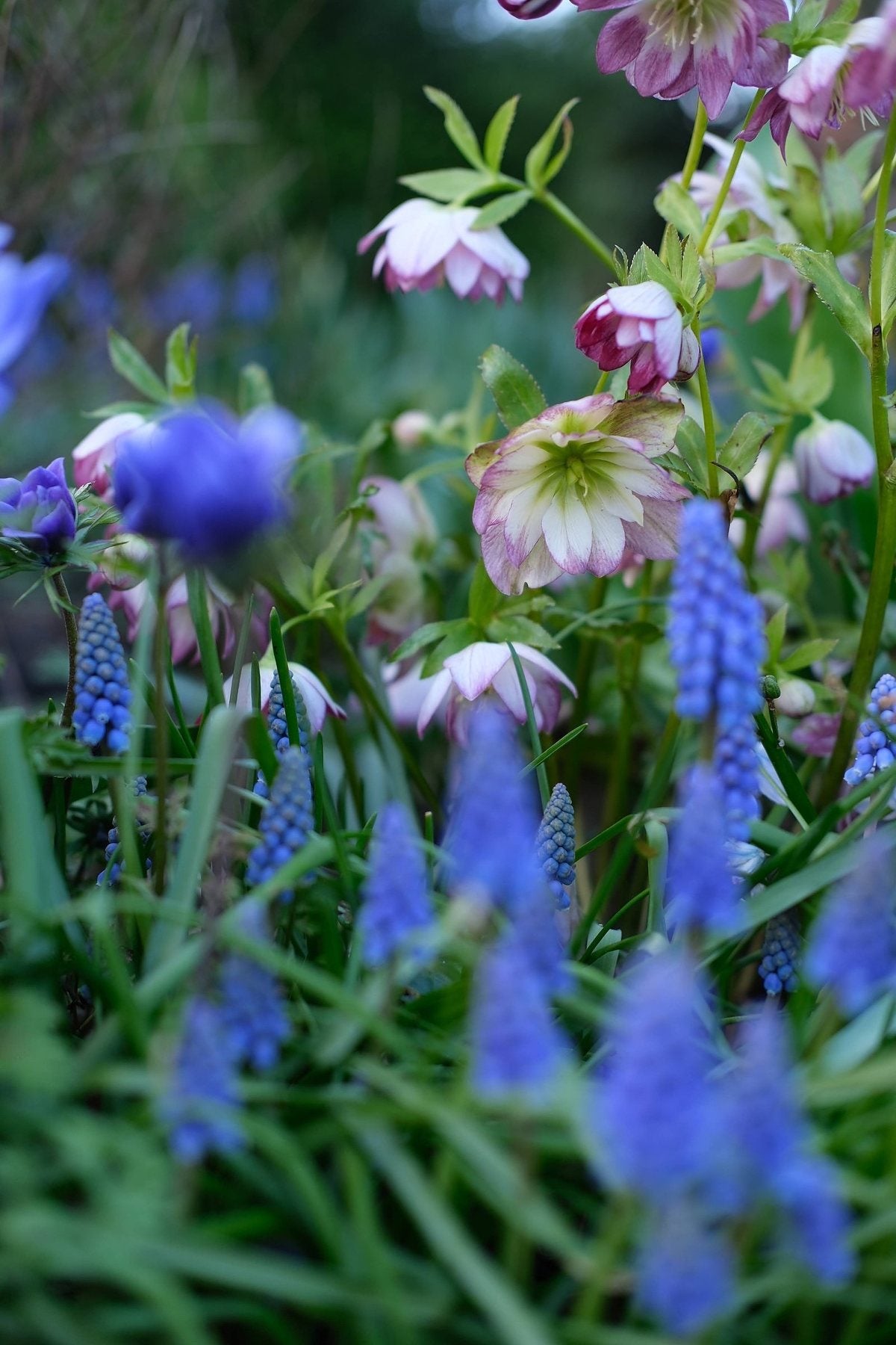 The Front Borders in Spring ’26 by Sian Egan