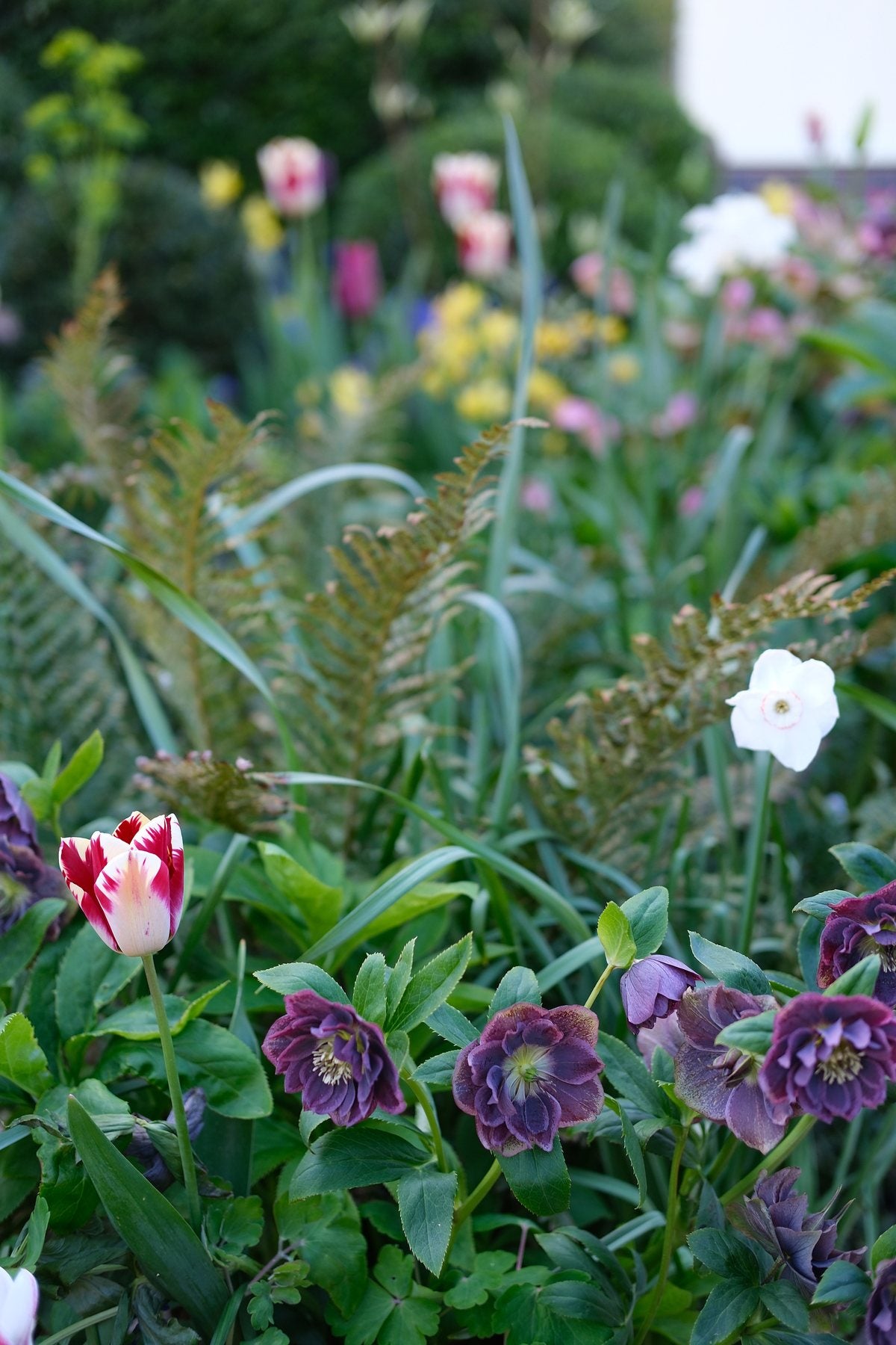 The Front Borders in Spring ’26 by Sian Egan