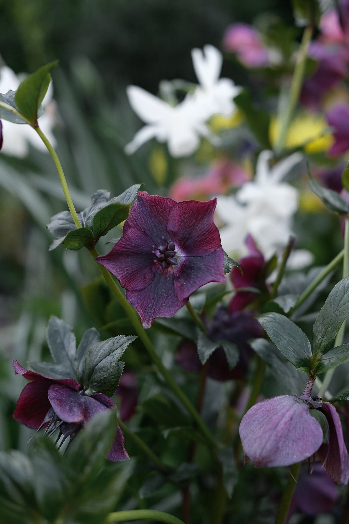 The Front Borders in Spring ’26 by Sian Egan
