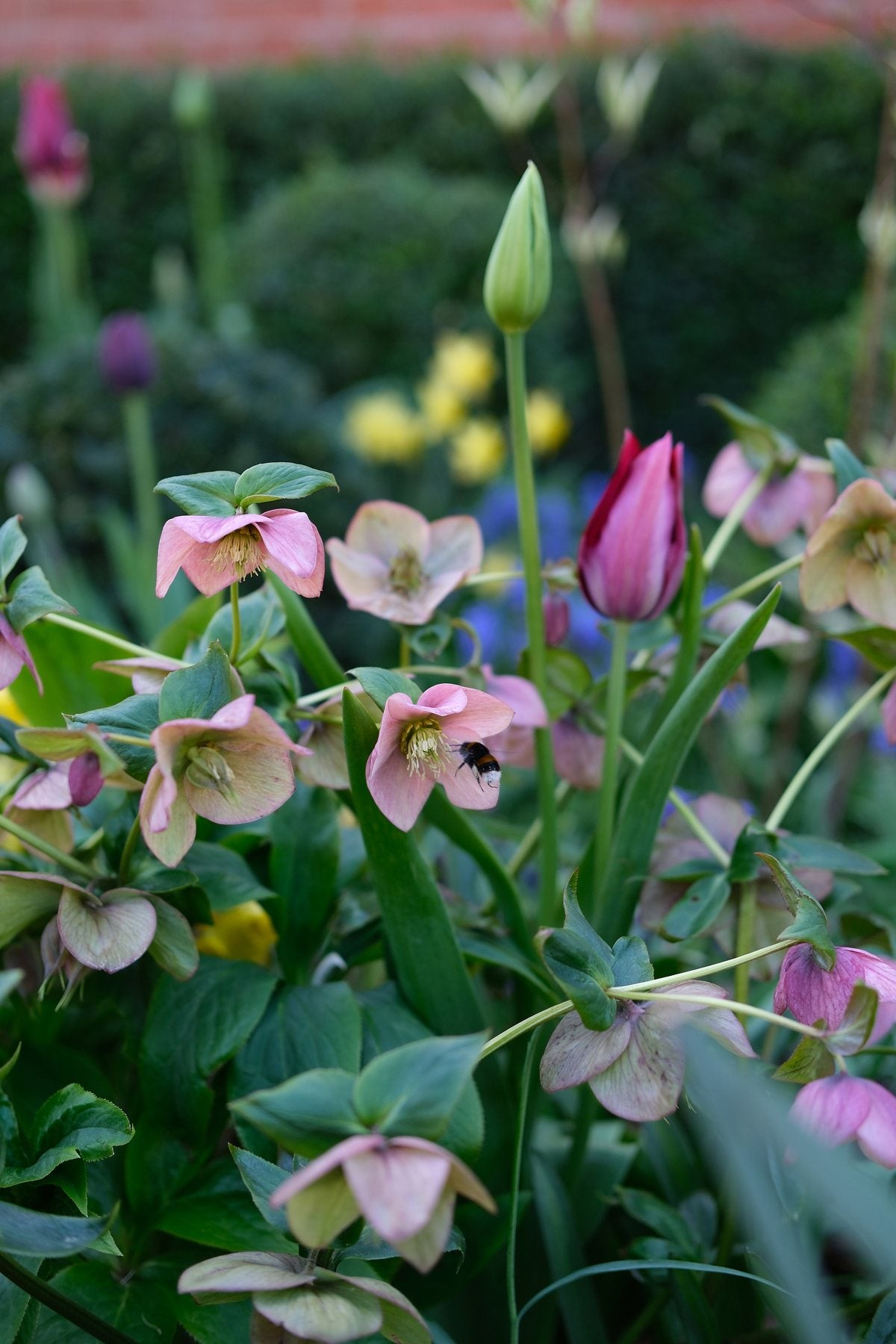 The Front Borders in Spring ’26 by Sian Egan