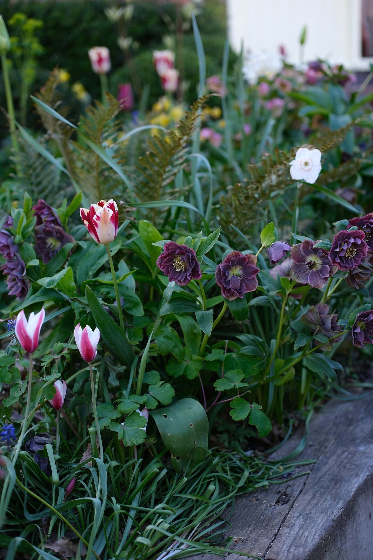 The Front Borders in Spring ’26 by Sian Egan