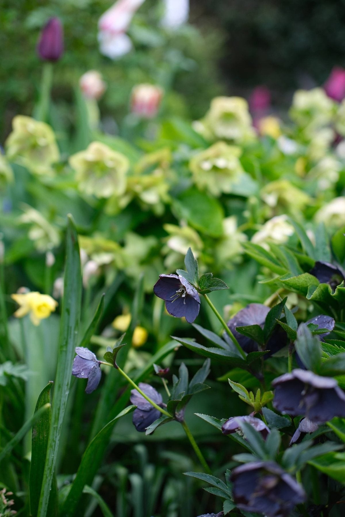 The Front Borders in Spring ’26 by Sian Egan