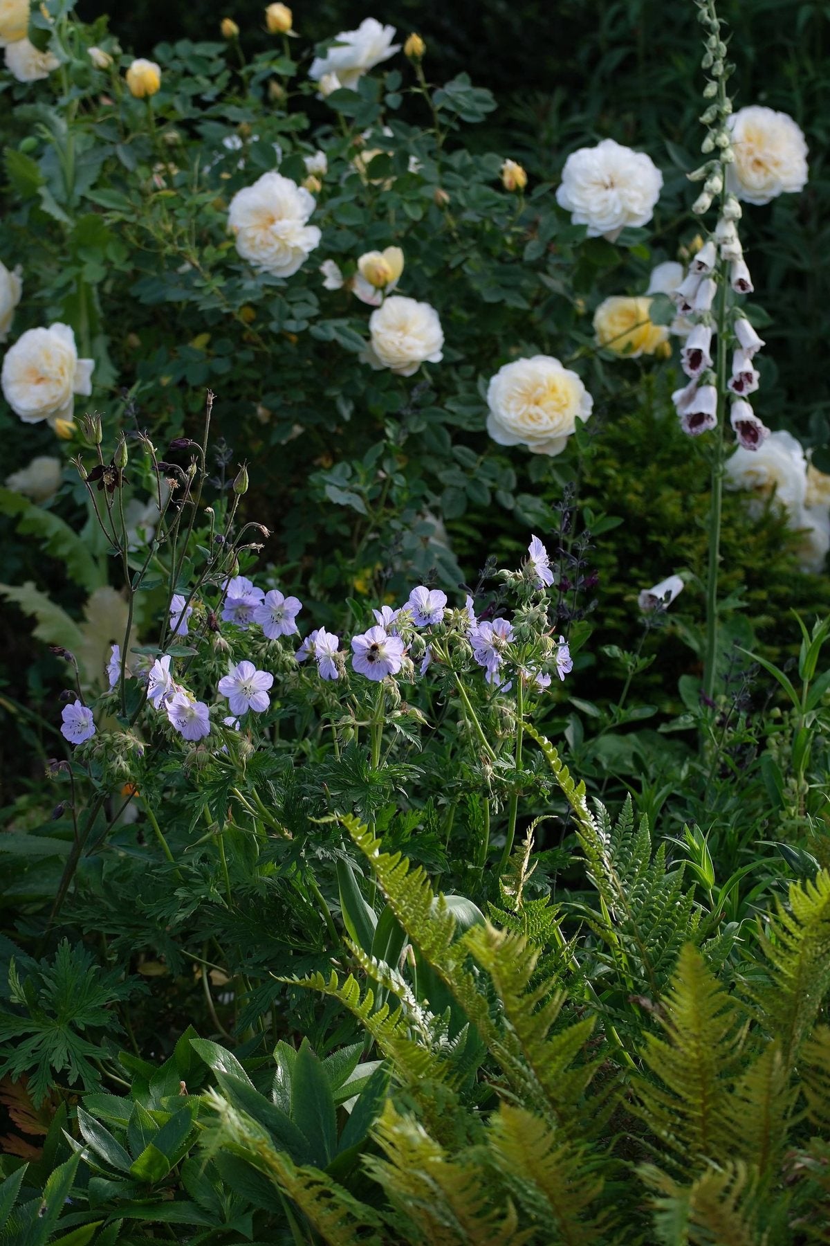 The Front Borders in Summer ’26 by Sian Egan