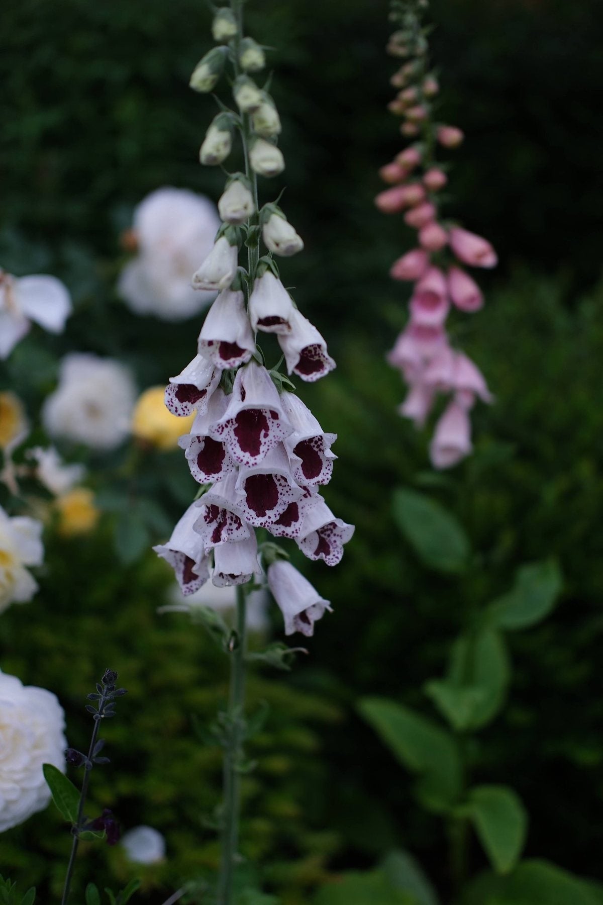 The Front Borders in Summer ’26 by Sian Egan