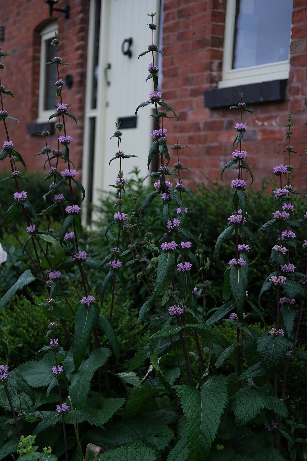 The Front Borders in Summer ’26 by Sian Egan