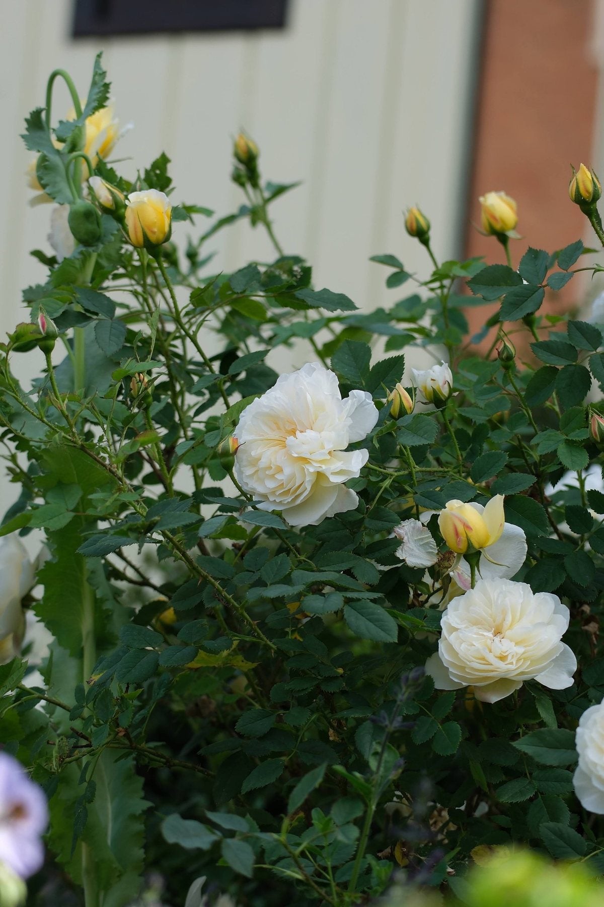 The Front Borders in Summer ’26 by Sian Egan