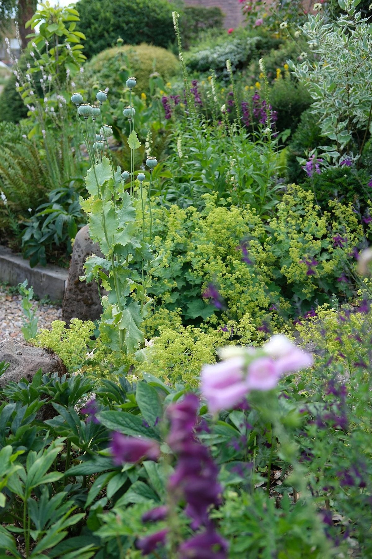 The Front Borders in Summer ’26 by Sian Egan