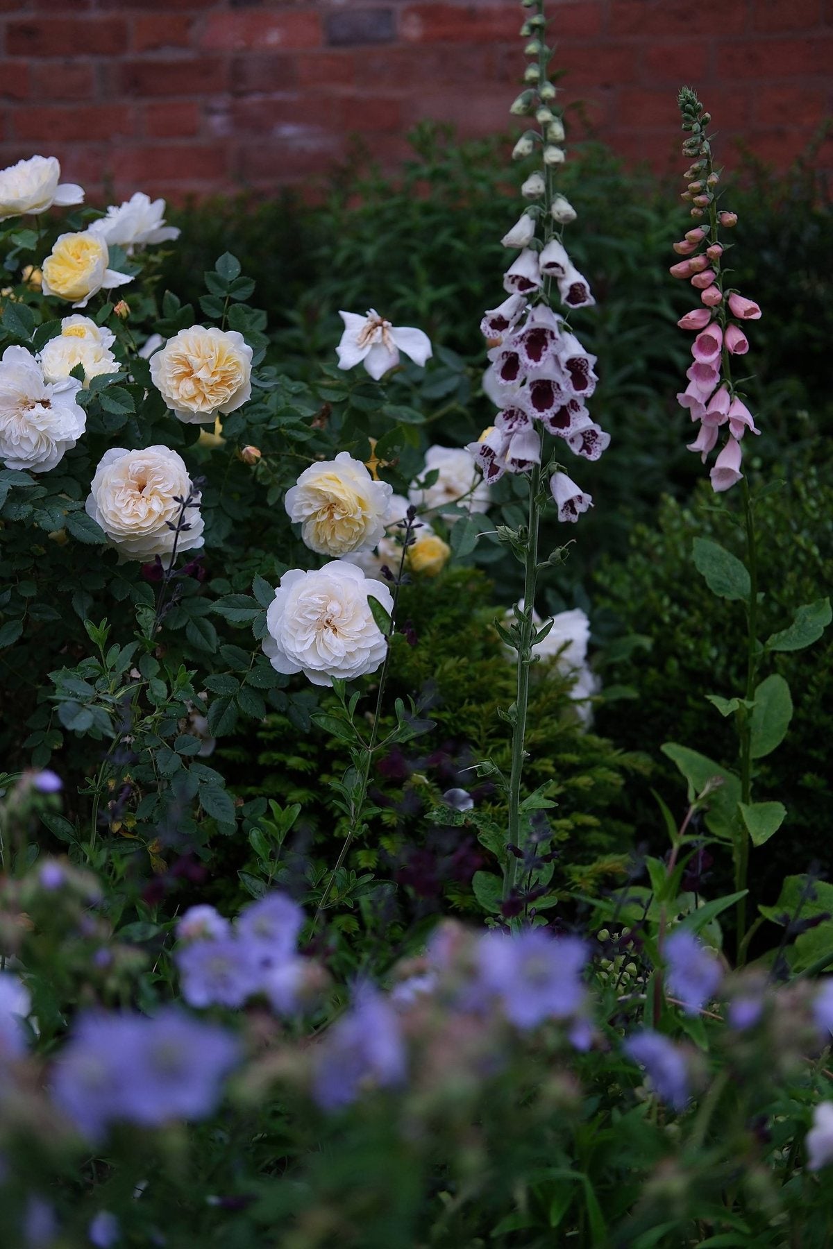 The Front Borders in Summer ’26 by Sian Egan