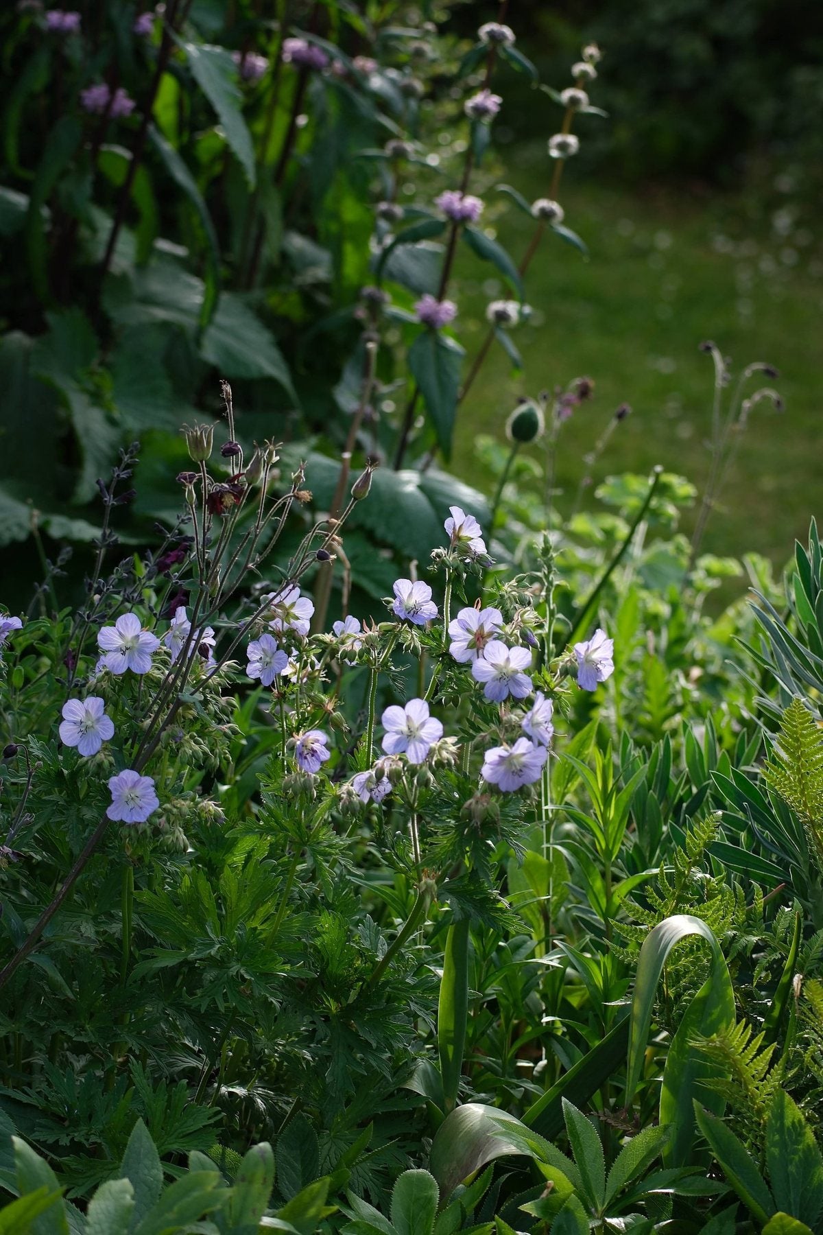 The Front Borders in Summer ’26 by Sian Egan